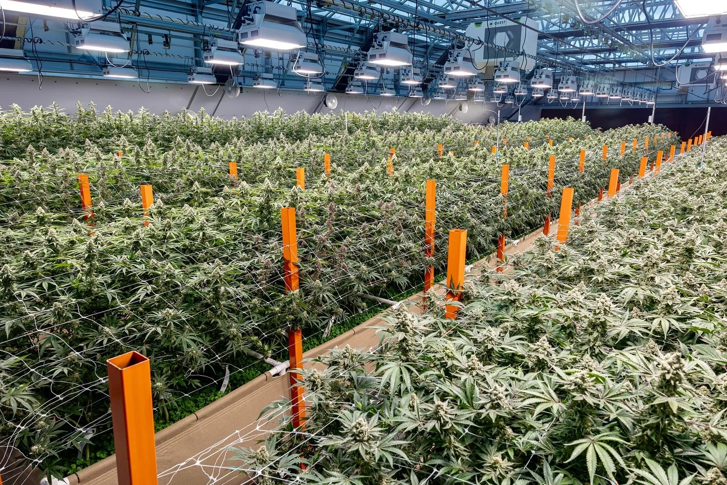 Biomimicry means learning from natural ecosystems, where soil, microbes, and plants work together in harmony.

Our living soil beds mimic those same systems, creating a balanced environment that nurtures the plant, enriches the soil, and helps create