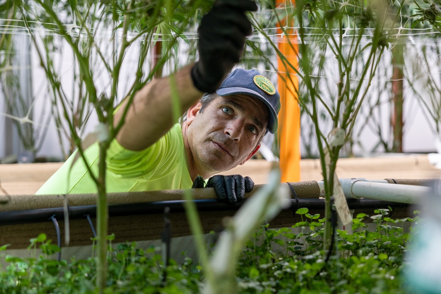 Brian removes the ScrOG trellis from beneath the canopy before cutting the plants down. This training method guides each branch outward, improving light distribution and airflow. The result is more even bud development and stronger, healthier growth 