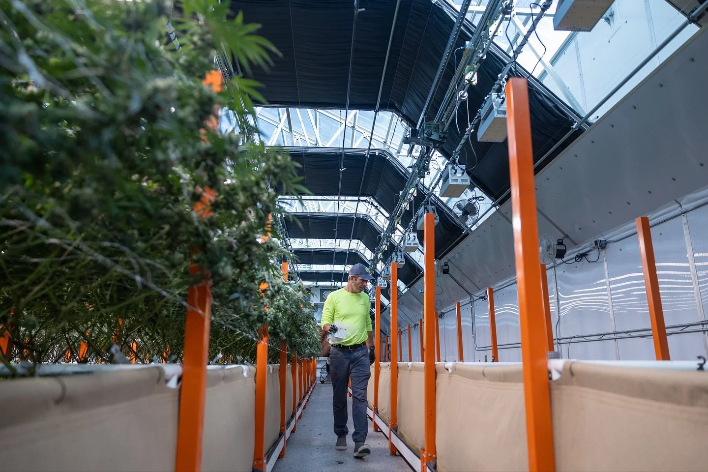 Brian checking the first harvested bed, our @bootstrapfarmer pots will remain in our living soil bed until the root system is dead, after which we will twist the pots out of the beds and reuse them again for the next round. Sustainable and made in th