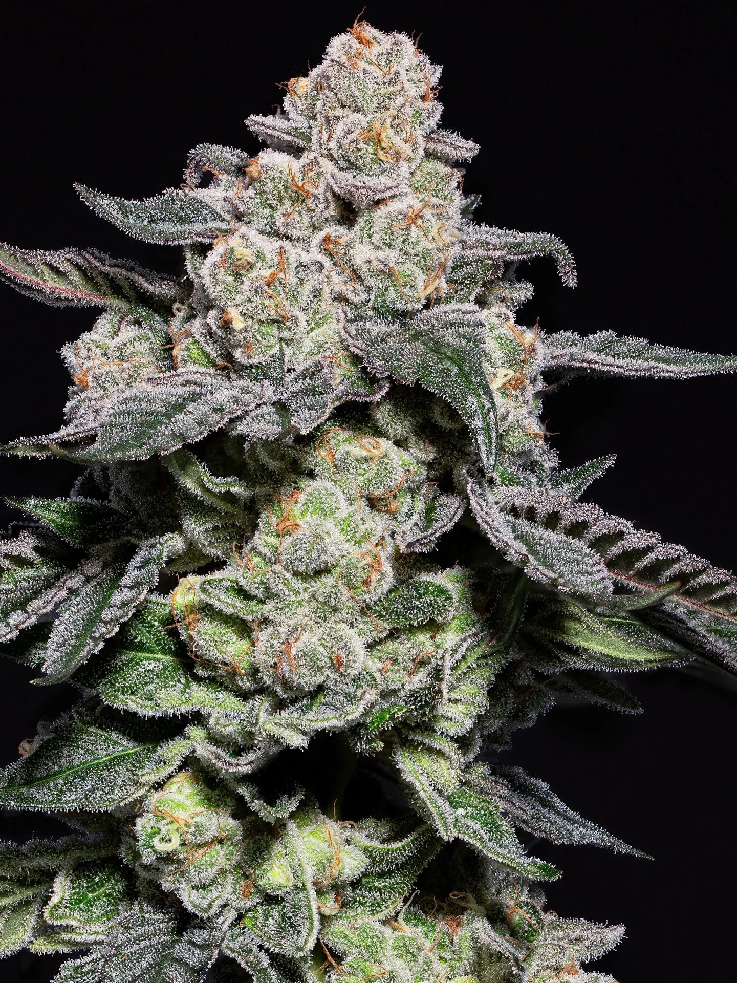 One of the frequently found terpenes in&nbsp;MAC Stomper,&nbsp;Linalool&nbsp;adds a soft floral aroma 🌸 and calming undertone to the strain&rsquo;s profile. Naturally found in lavender and basil 🌿, this terpene is known for promoting relaxation and