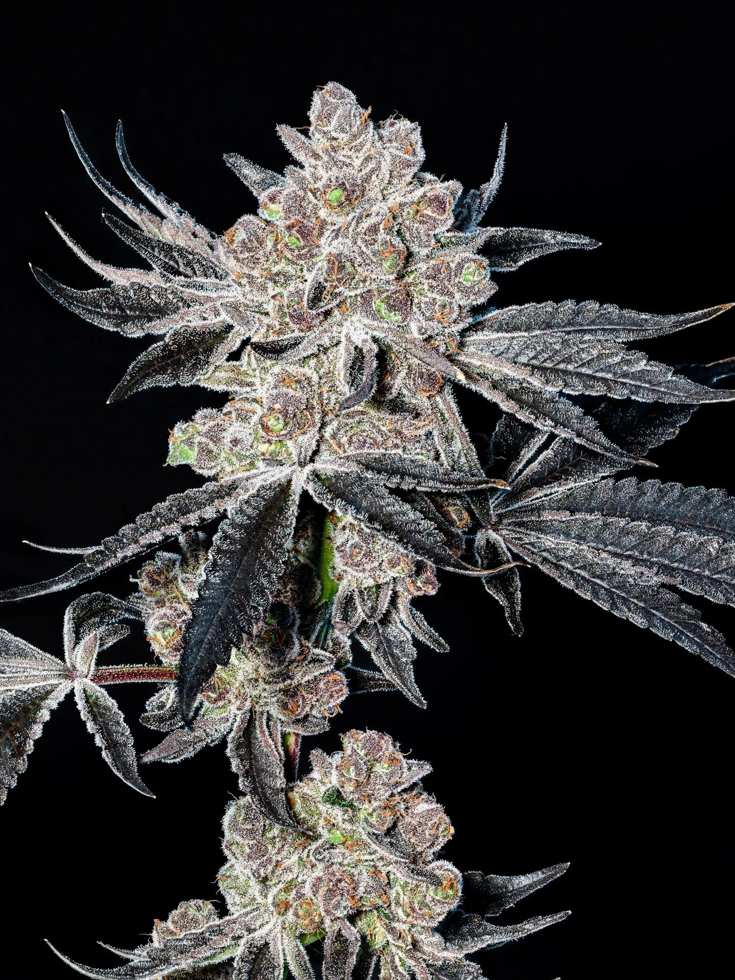 Happy #TerpeneTuesday! Today, we&rsquo;re diving deep into Pinene 🌲 the most common terpene in nature, found in pine needles, rosemary, and basil.

Pinene is a powerhouse known for its potential to promote alertness, clear-headed focus, and memory r