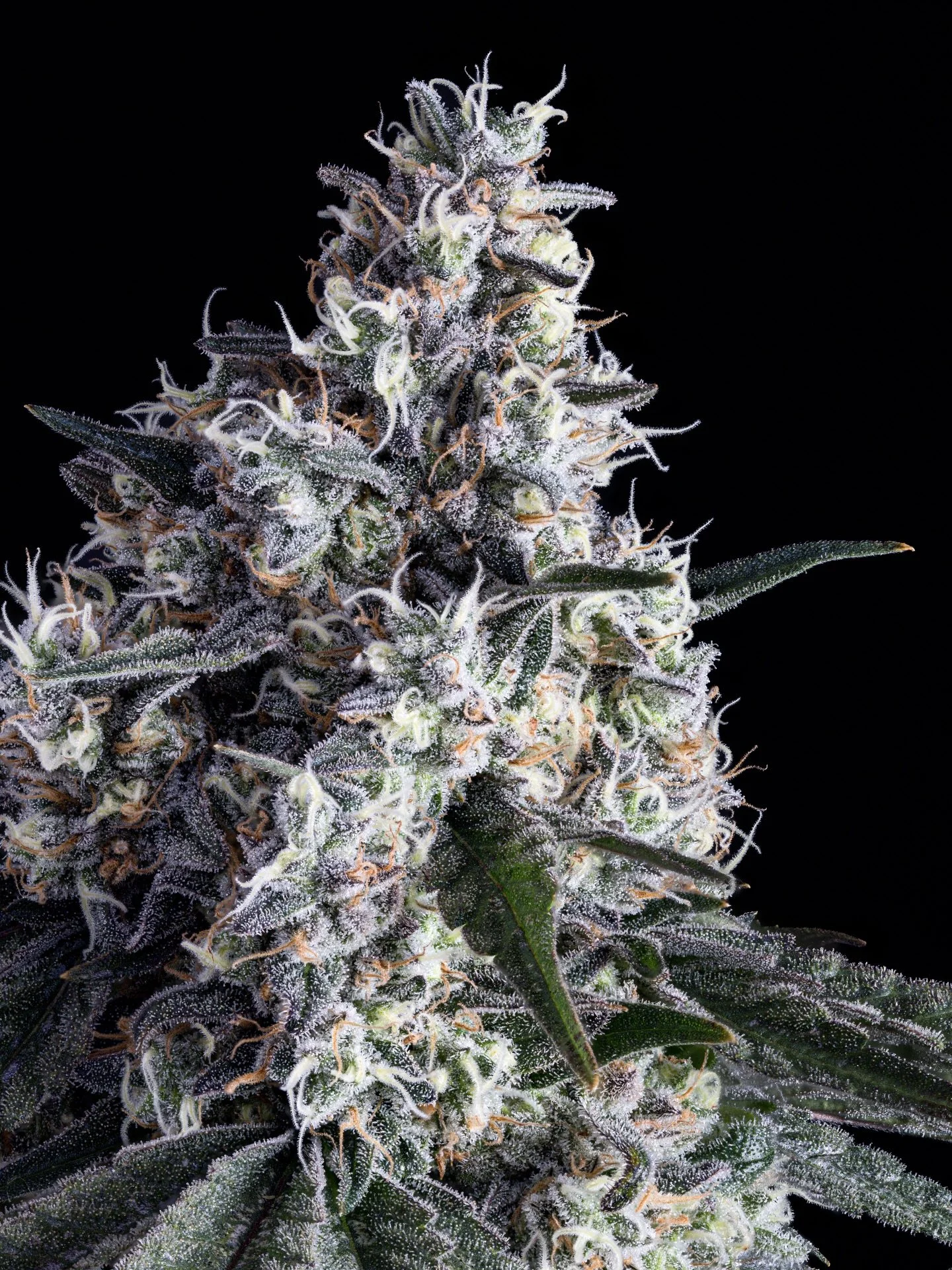 Terpene spotlight: Myrcene 🍃

Myrcene is one of the most abundant terpenes found in nature and in many aromatic plants. It is known for its earthy, musky character with subtle notes of ripe fruit, clove, and herbs.

It is found in mango, hops, lemon