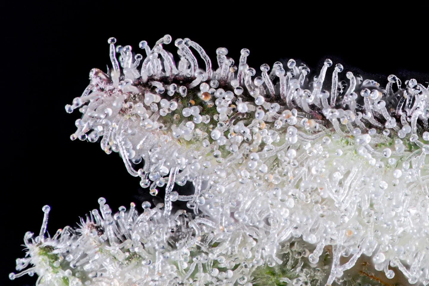 Look closely! That beautiful, frosty layer on your cannabis flower isn&rsquo;t just decoration, it&rsquo;s a dense forest of tiny, crystal-like structures called trichomes.

Think of them as the plant&rsquo;s miniature chemical factories.

Simply put