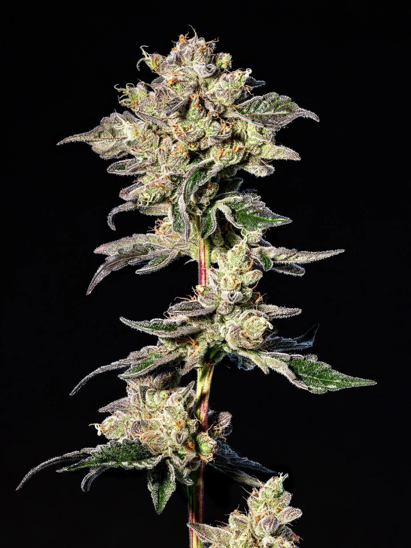 Terpene spotlight: Humulene 🍃

Humulene is an earthy, woody terpene best known for its presence in hops and many medicinal and aromatic plants. Its profile is dry, herbal, slightly bitter, and deeply grounding.
It naturally occurs in hops, basil, cl