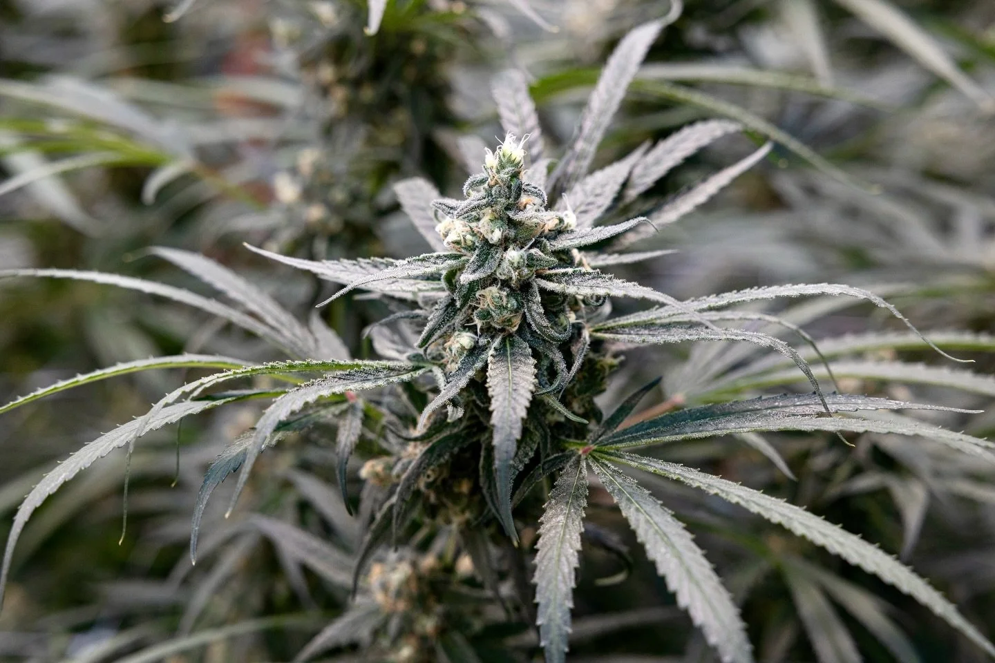 Blue Dream (Santa Cruz Cut) is getting labeled and prepared, we can&rsquo;t wait to share this strain with our community.

This hybrid, born from DJ Short&rsquo;s Blueberry and Super Silver Haze, carries a sweet berry and citrus-haze aroma that leads