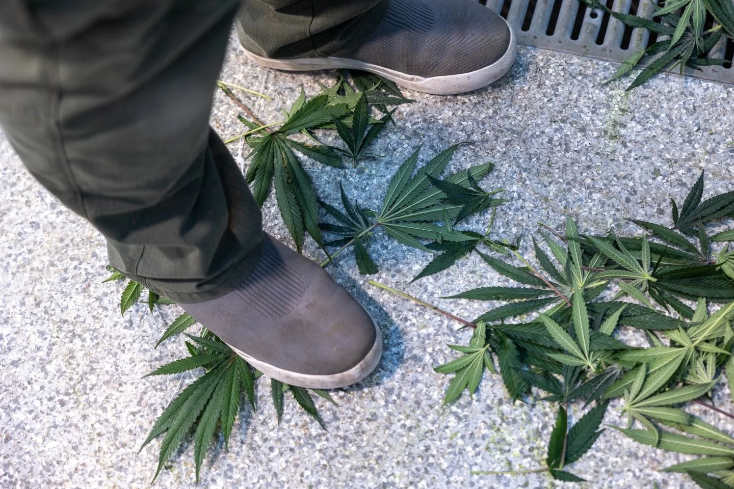 These fan leaves from our last round headed into the compost pile, where they&rsquo;ll break down and eventually return to the soil on the farm side of our operation. Closing the loop is a key part of how we grow.

If you&rsquo;d like to learn more a