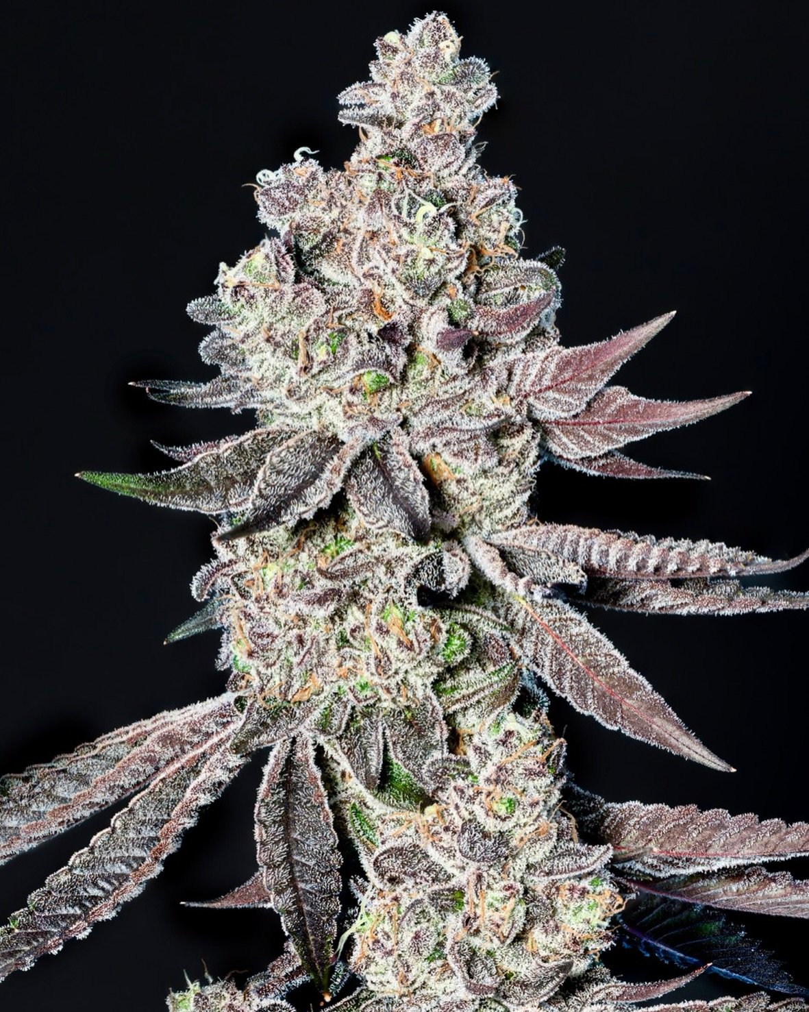 Terpene Tuesday: Limonene 🍋

Limonene is one of the most common terpenes found in nature. It&rsquo;s responsible for the bright, citrus aroma in lemons, limes, oranges, and many uplifting cultivars.

Known for its fresh, zesty profile, limonene is o