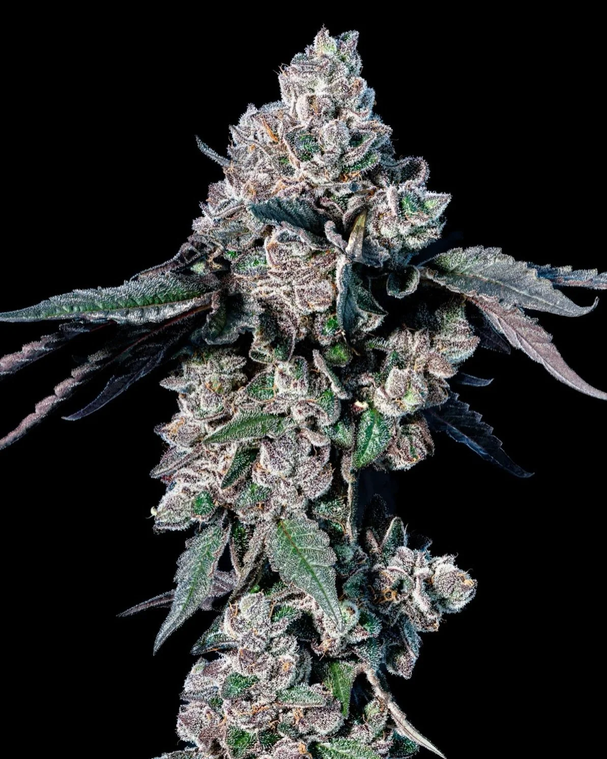 Beta-Caryophyllene is a bold, spicy terpene known for its peppery, clove-like aroma and grounding character. Found naturally in black pepper, cloves, cinnamon, oregano, and hops, it adds warmth and depth to a plant&rsquo;s terpene profile.
 
What mak