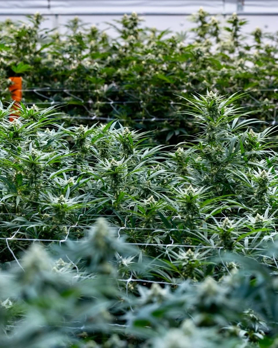 What are your thoughts on describing effects based on&nbsp;sativa, indica, and hybrid?

Is there truth to it or is it baloney?

Vote below!