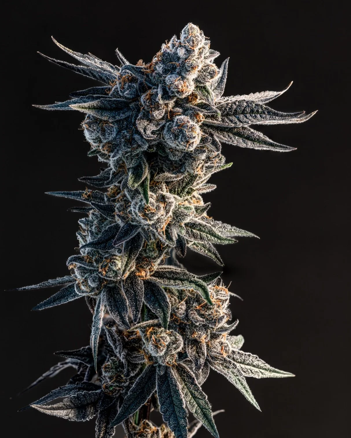 #Fenchol is a fresh, pine forward terpene known for its crisp, bright aroma. It is naturally found in basil, a variety of herbs, and certain conifer trees. In cannabis, fenchol contributes to a clean, herbal sharpness that adds depth and complexity t