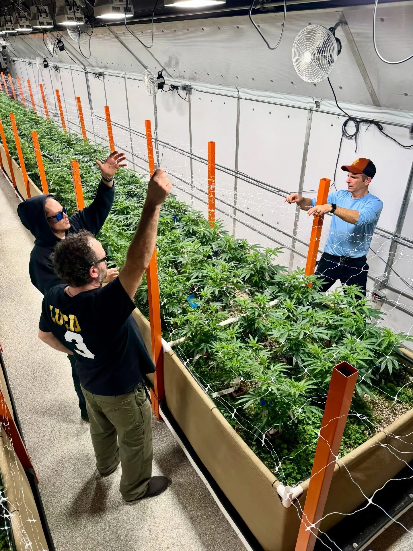 Teamwork makes the dream work! Cole, Brian &amp; Flavio setting up our SCROG last month.