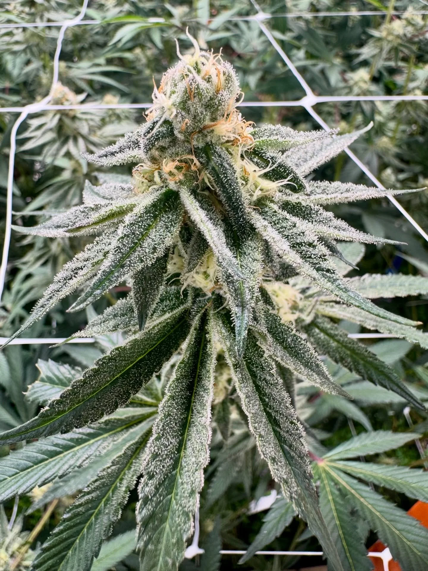 Glitter Bomb at week 6 of flower ✨💣

This new strain in our grow is stacking up beautifully, with glittering trichomes and early notes of ripe blueberry and haze beginning to shine through. Excited to see how this one finishes.