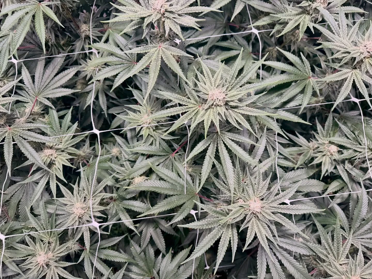 Excited to have another round with GG4, also known as Original Glue. 

This indica dominant hybrid from GG Strains crosses Chem&rsquo;s Sister, Sour Dubb, and Chocolate Diesel. Thick with resinous buds that carry pungent notes of diesel, pine, and ea