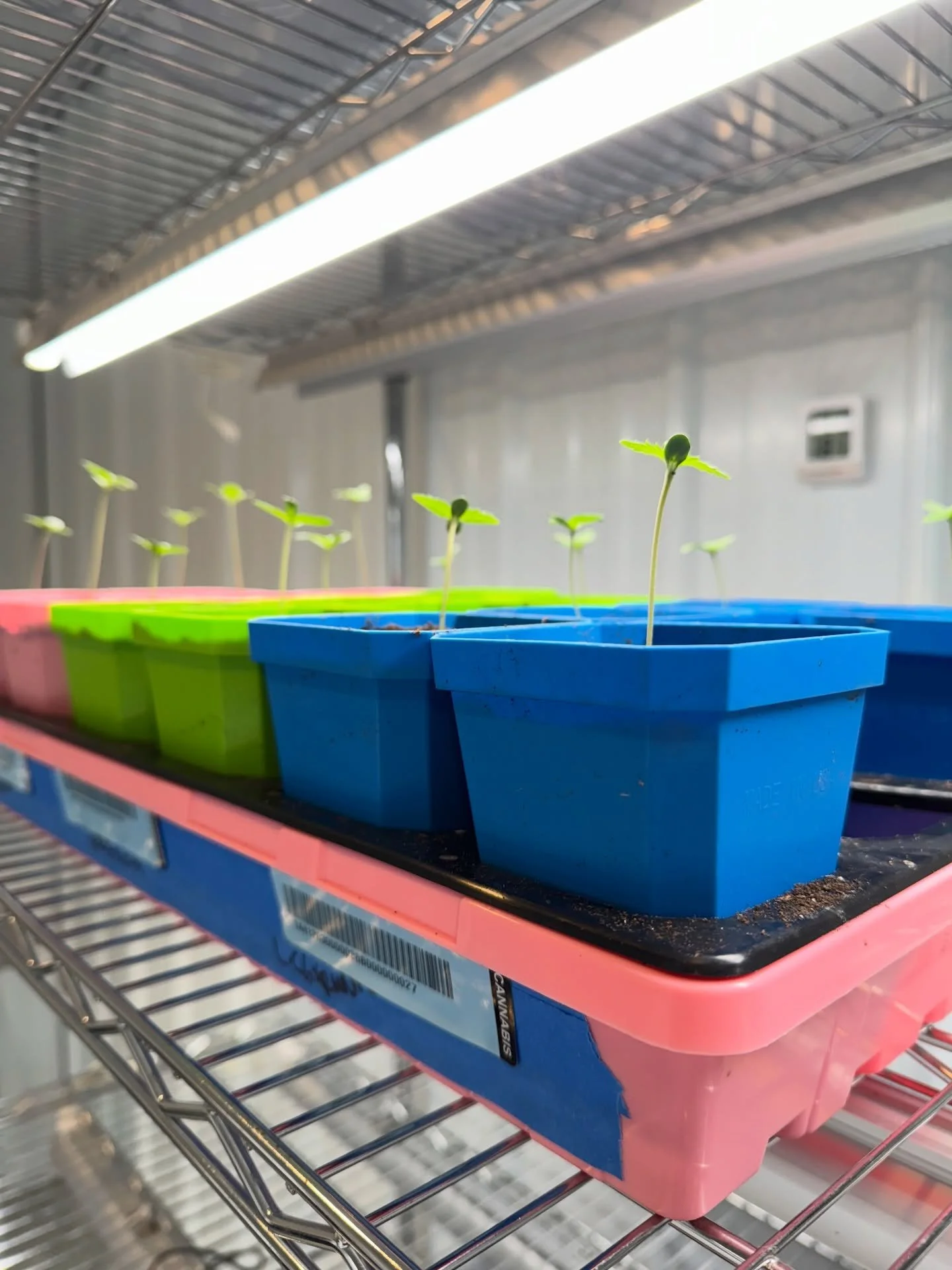 New cultivars coming in hot 🔥 Adding new genetics to our vault, seeds are being popped and the pheno hunt is beginning.

A pheno hunt is the process of identifying a standout mother plant to take clones from. Those clones are genetically identical t