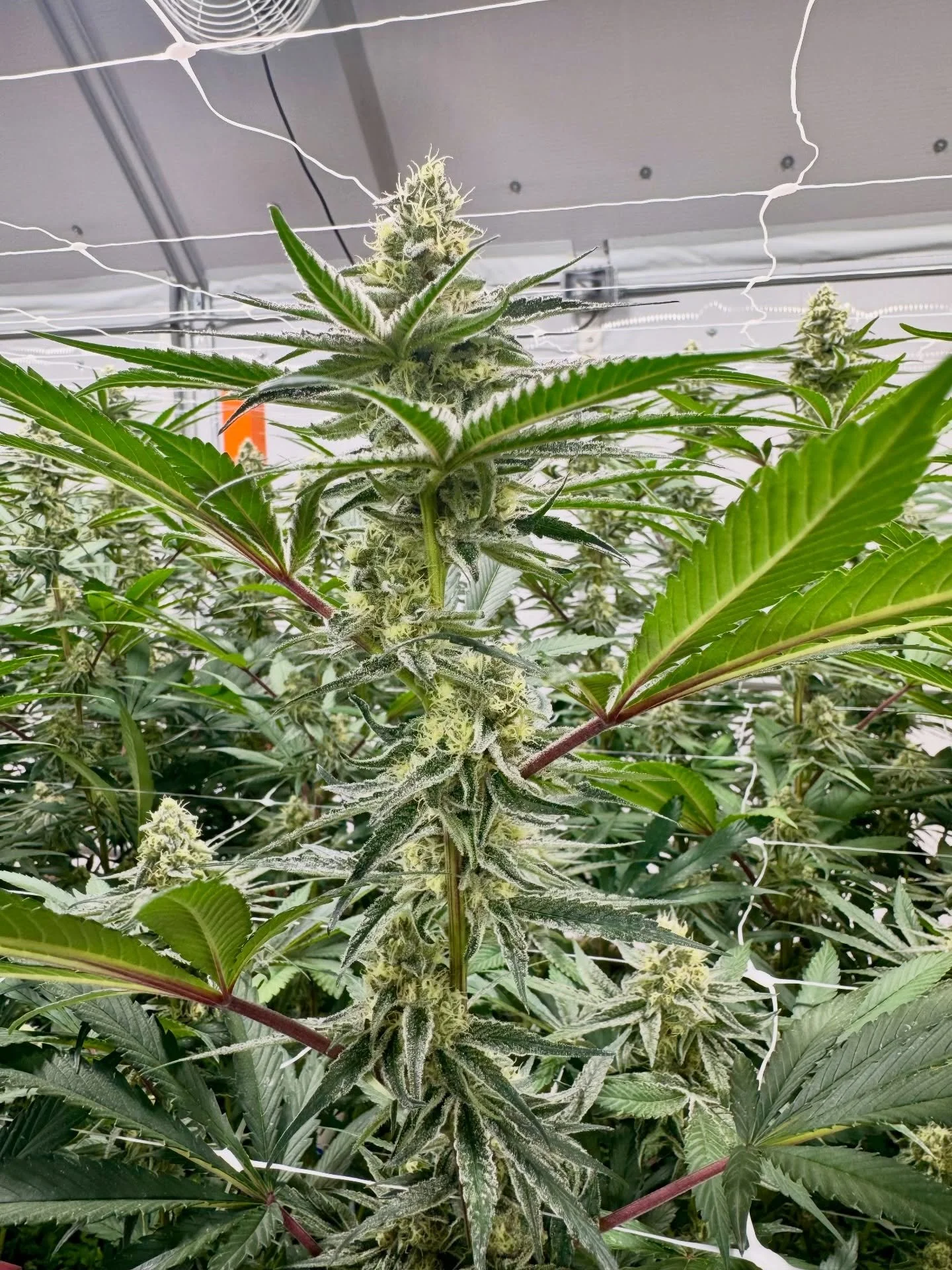 Another round of Super Boof, one of the staples in our grow and the favorite among the community. This heavy hitter, that checks all the boxes has a flavor profile that blends fruity and earthy notes with a gas-like aroma, delivering a balanced exper