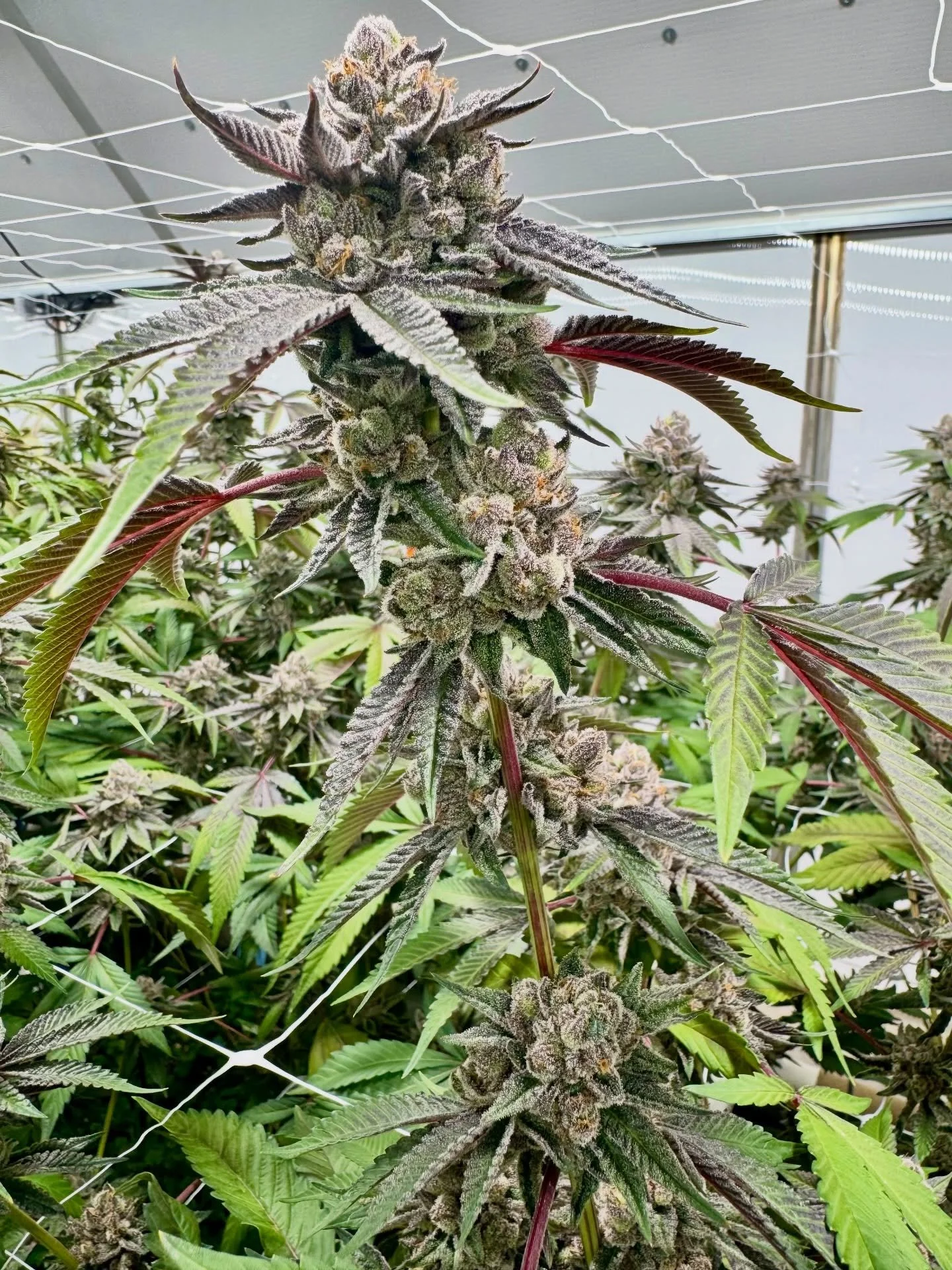 Jokerz 31 is back for another round, our team loves this strain! This standout indica leaning hybrid from from Compound Genetics is known for its rich candy, floral, and gas aroma with a smooth gelato finish. Its deep purple buds are dense with trich