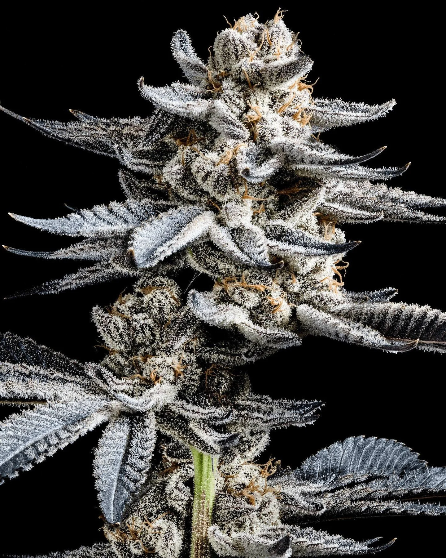 Glitter Bomb came down last week, and we&rsquo;re excited to see how it tests and to bring it to our community ✨

Be sure to follow @taprootstation for updates on when it arrives in the shop.

Bred from Grape Gas, OG Kush Breath, and Blueberry Headba