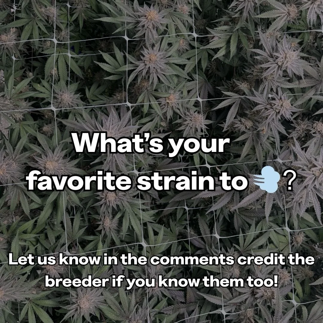 Sometimes our favorite strains are tied to nostalgia, it&rsquo;s a personal thing. A memory, a moment, a person. Sometimes it&rsquo;s a strain that comes around once and you never quite find it again.

Every favorite is unique to the person that expe