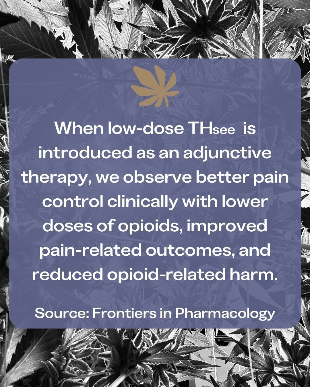 Emerging research suggests that low dose THsee, when used alongside other treatments, may support better pain management while reducing reliance on higher doses of opioids. Thoughtful, responsible use of cannabis continues to be an area of growing cl