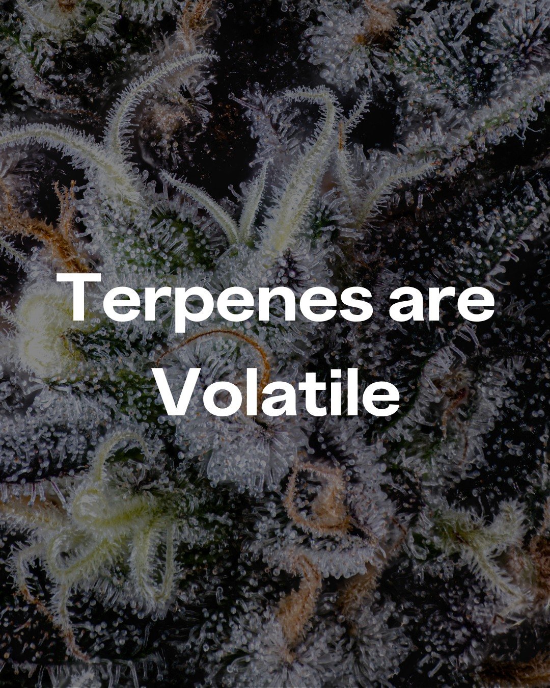 Terpenes are highly volatile, they evaporate at room temperature.

This means aroma, flavor, and overall profile can change depending on how a product is handled, stored, and cured.

Source: Confidence Analytics, A Guide to Common Terpenes in Cannabi