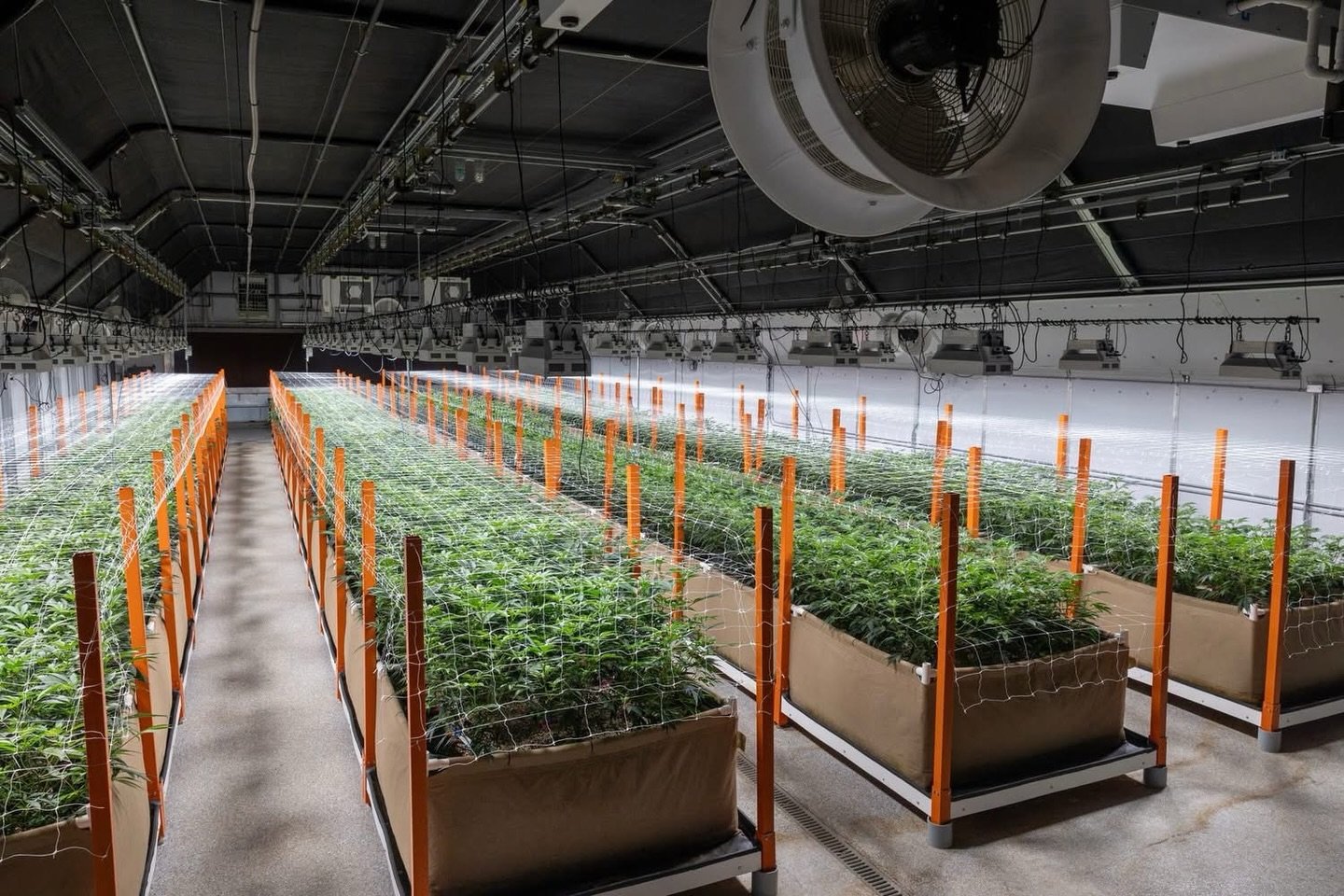 First week of flower in the greenhouse. Trellis is up and 7 strains are settling into our living soil beds. 

More to come as the round unfolds 🌱#