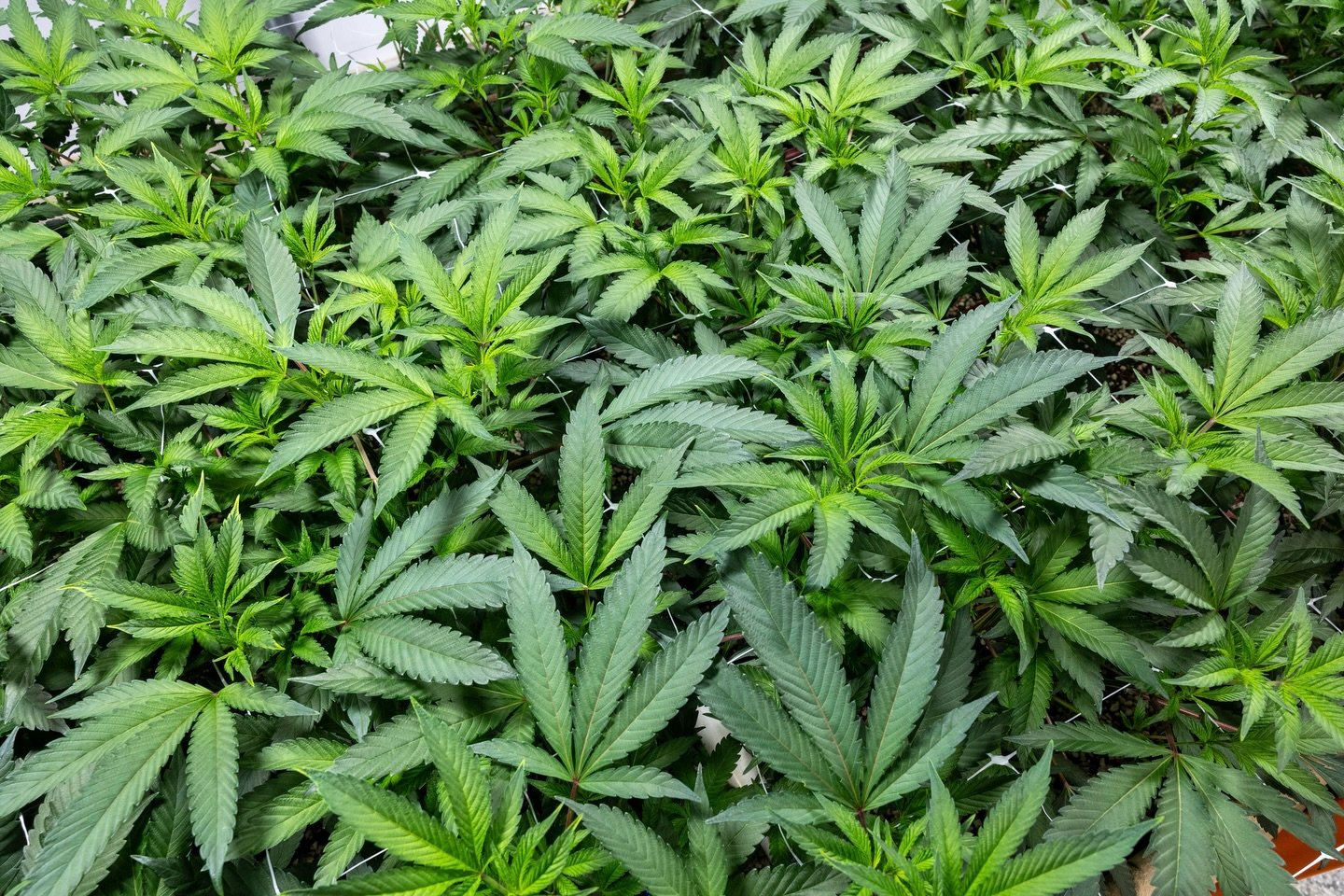 Krazy Runtz #3 is a strain we love and are excited to bring back again into this round. 

An award winner of 2024 @nysmallfarma Craft Flower Cup! It combines the sweetness of Bonkers with the gassy kick of Runtz, creating a cultivar beloved by classi