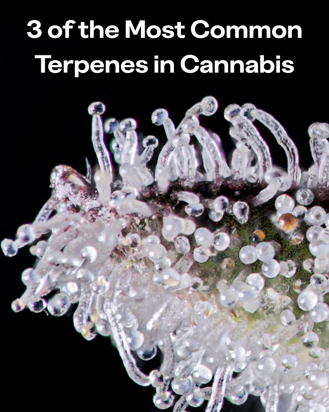 Terpenes are what make each cultivar distinct. They shape aroma, flavor, and experience 🌿 🍋 🌶️ 

Myrcene, caryophyllene, and limonene are three of the most common, each offering a different sensory profile.

The more you understand them, the more 