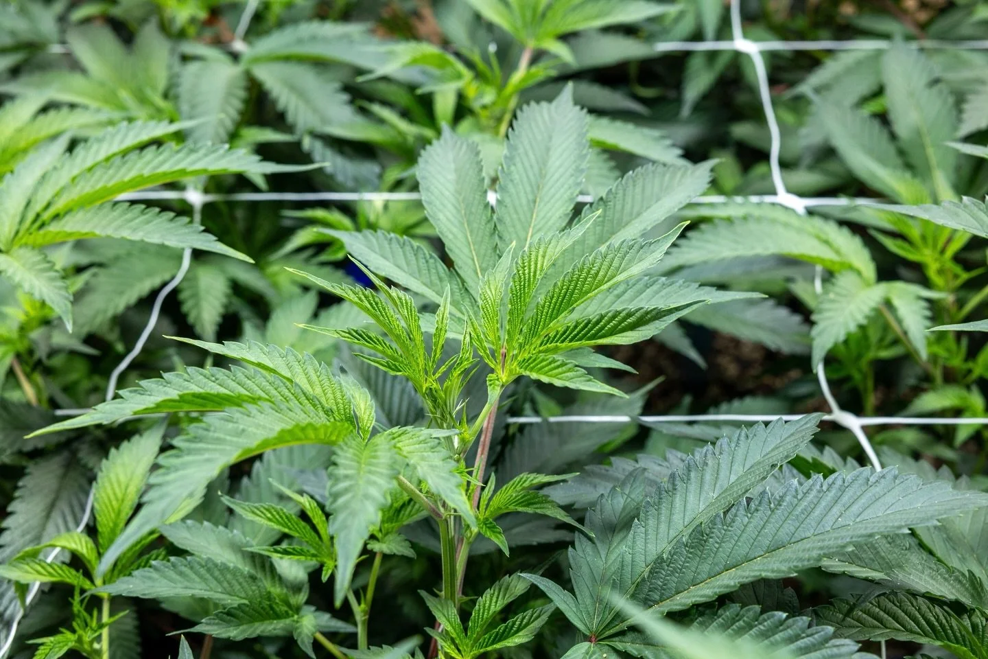 The new strain that we have got this round is a genetic from Terp Hogz

We are excited to bring this to the NY market. Stay tuned for more!