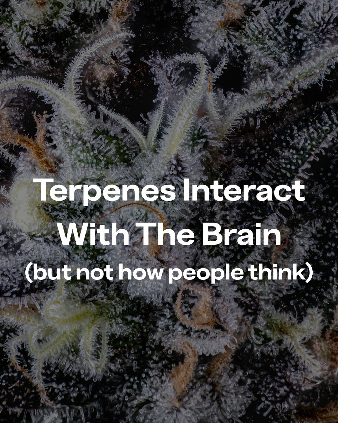 Terpenes don&rsquo;t just influence aroma, some interact with neurological pathways like serotonin, dopamine, and GABA in early research models.

👉 This is part of why different cultivars can feel so different. 

Source: Russo, E.B. (2011). Taming T