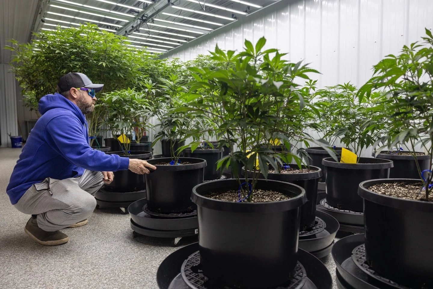 @taproot_travis , Head Grower, checking on our mother plants. These are the foundation of everything we grow. When we take a clone from a mother plant, we are creating a genetically identical plant. 

This gives us consistency and efficiency in the g