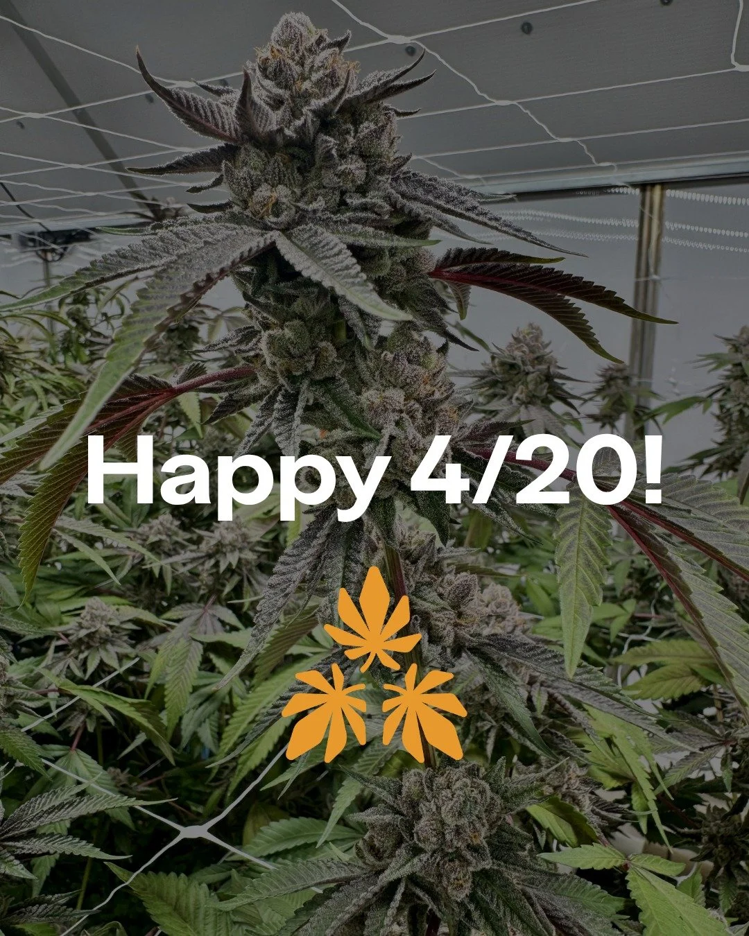 Happy 4/20 🌿

Make sure to stop by @taprootstation today for the official Grand Opening until 6PM