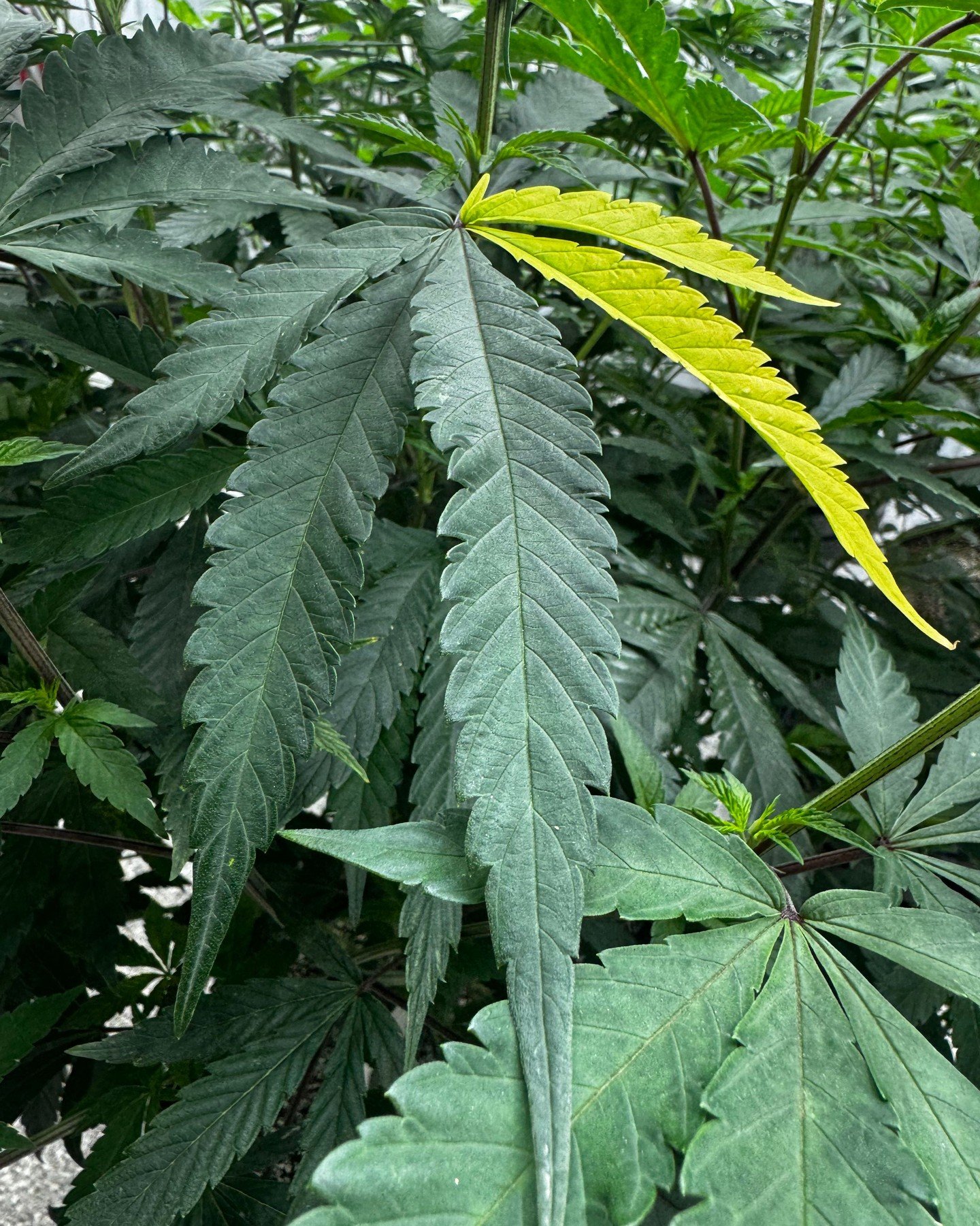 Variegation 🌱

Cannabis does some interesting things. Every once in a while, a plant shows variegation out of the blue, something we&rsquo;ve seen even after running the same cultivar countless times.

There&rsquo;s no single answer why. Genetics, e