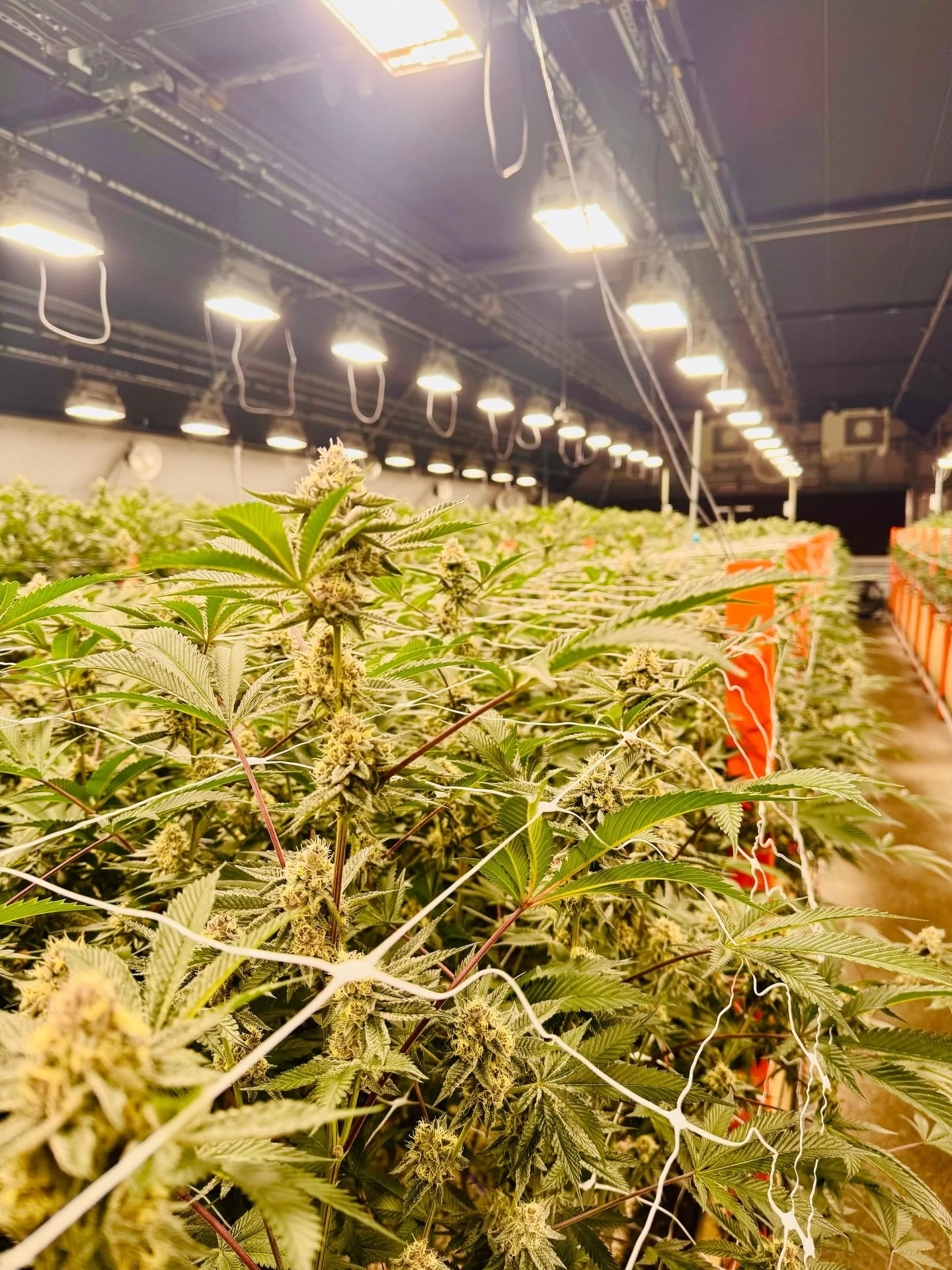 Trop Cherry is a strain we brought back, known for its rich reddish hues and vibrant expression. A cross of Tropicana Cookies and Cherry Cookies, it delivers bright citrus and ripe cherry notes balanced by an earthy sweetness. Its uplifting effects s