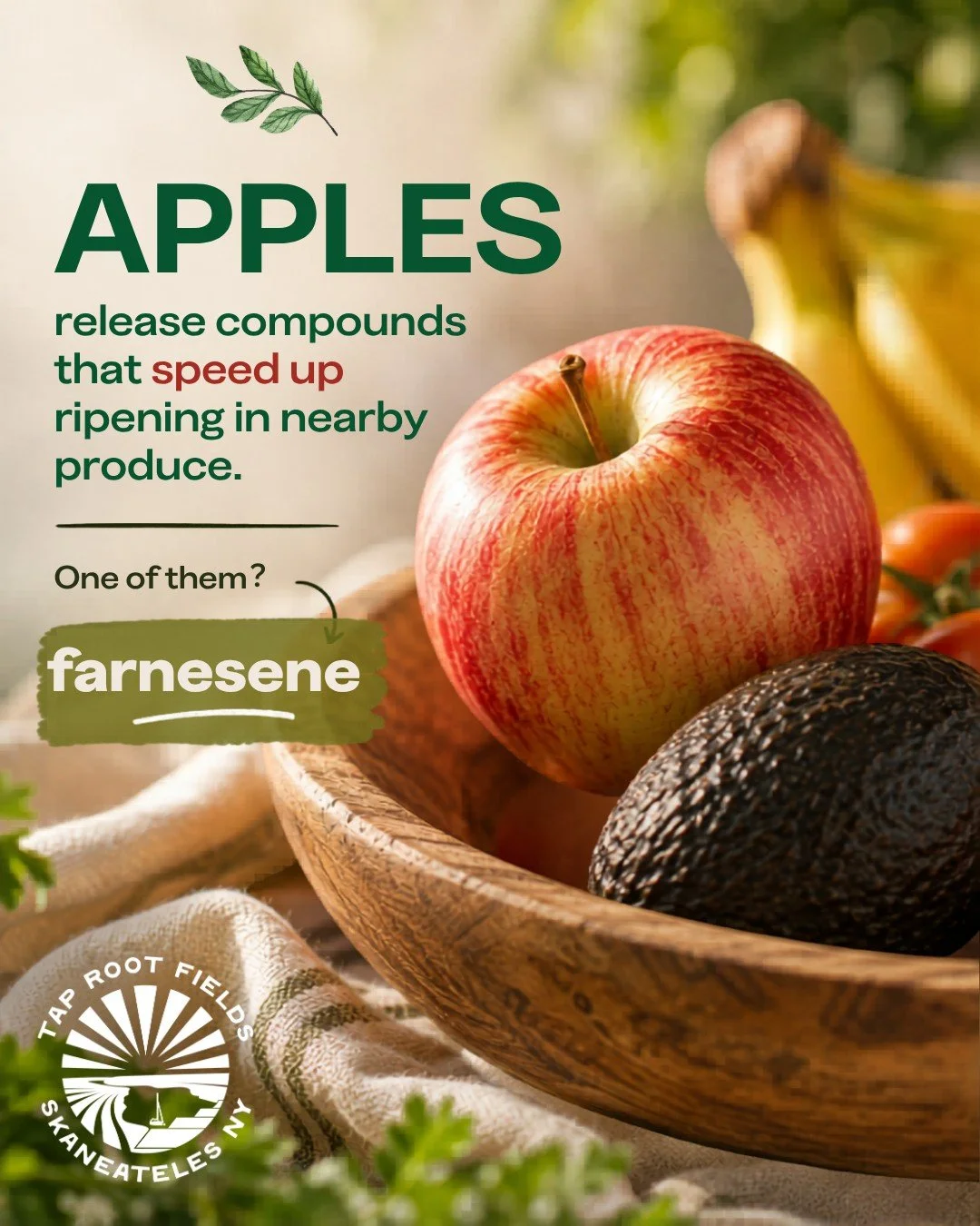 🍎 Apples are known for helping nearby produce ripen faster, but did you know one of the compounds responsible is a terpene called farnesene?

Terpenes are naturally occurring aromatic compounds found throughout the plant world. While they're often a