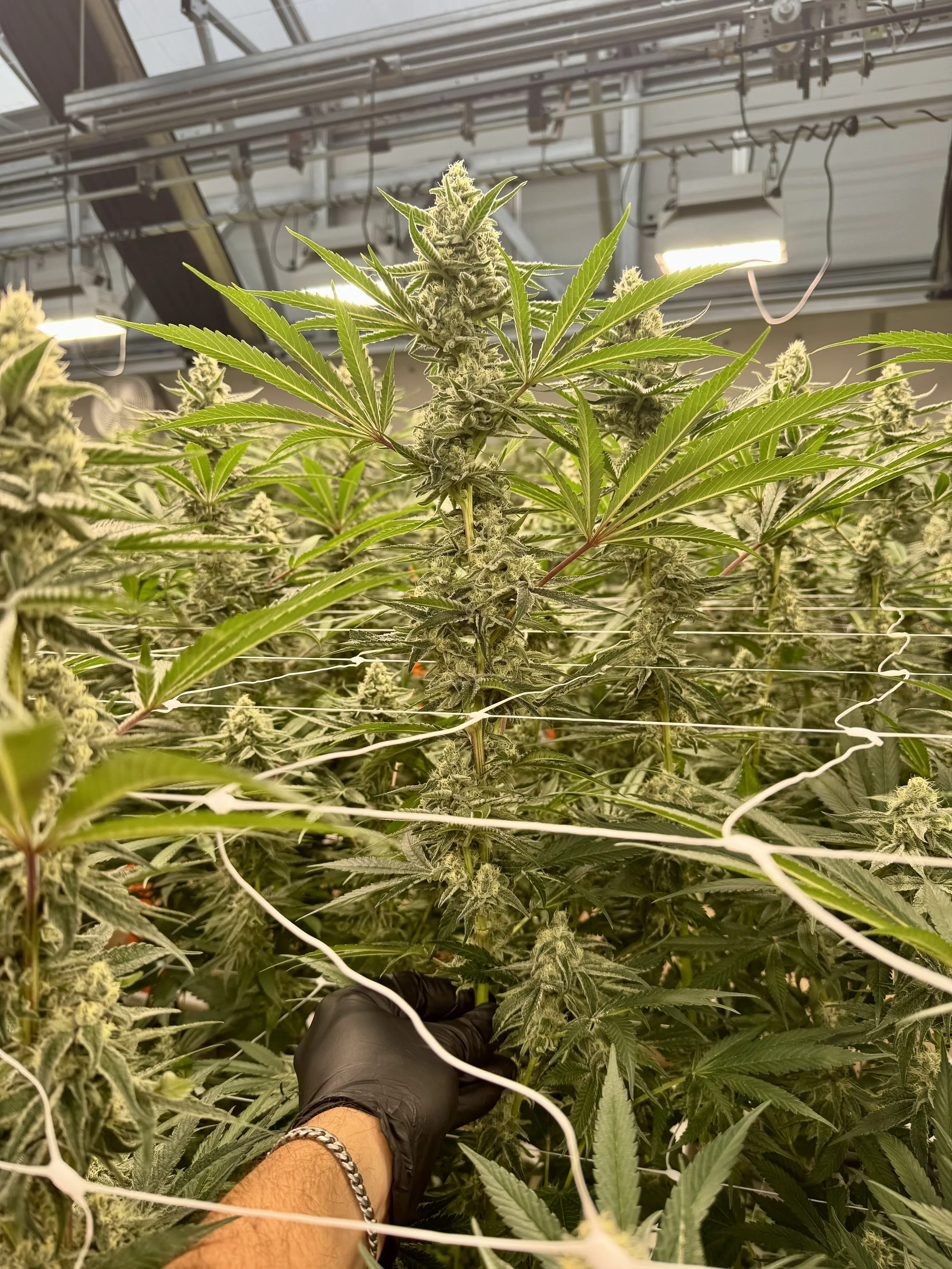 10082025_Canna_Super Boof week 6.jpg