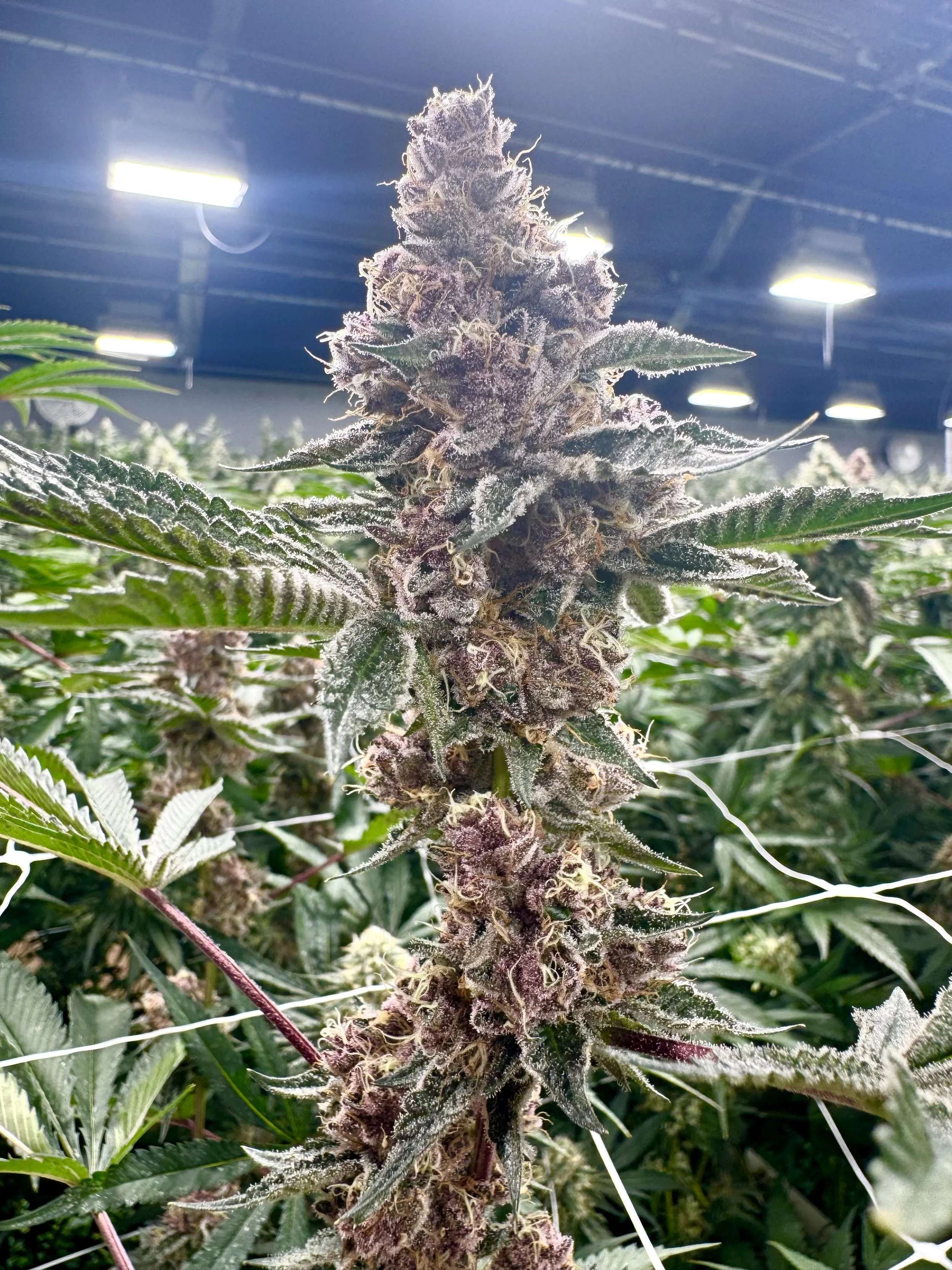 10232025_Canna_Trop Cherry Close Up 2.jpg