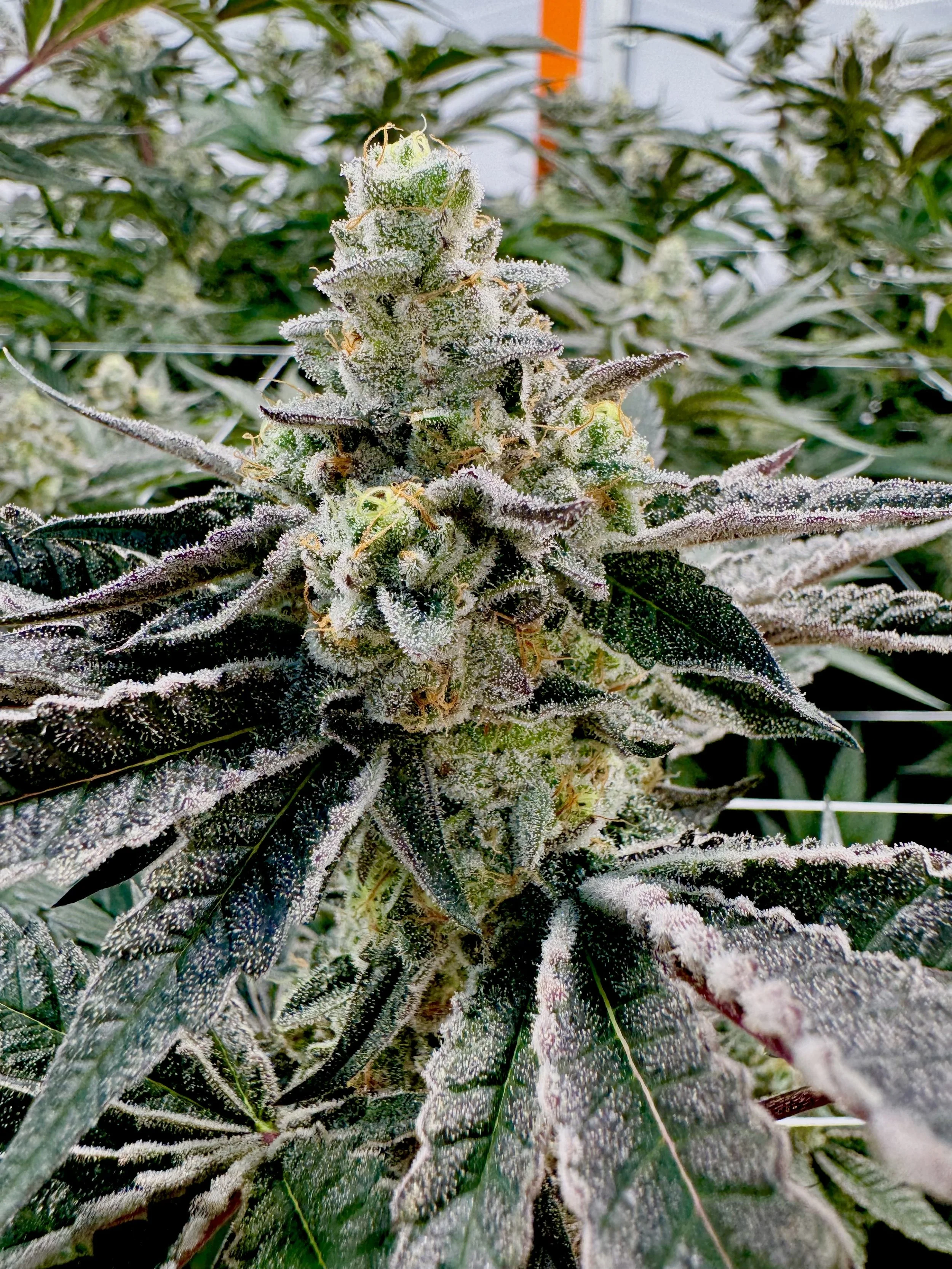 10292025_Cannabis_Mandarin Zkittlez 2.jpg
