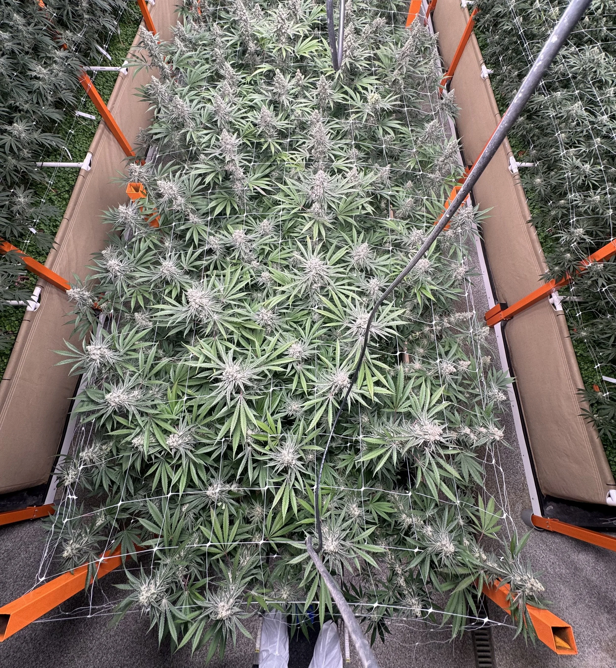 10232025_Canna_AerialShot.jpg