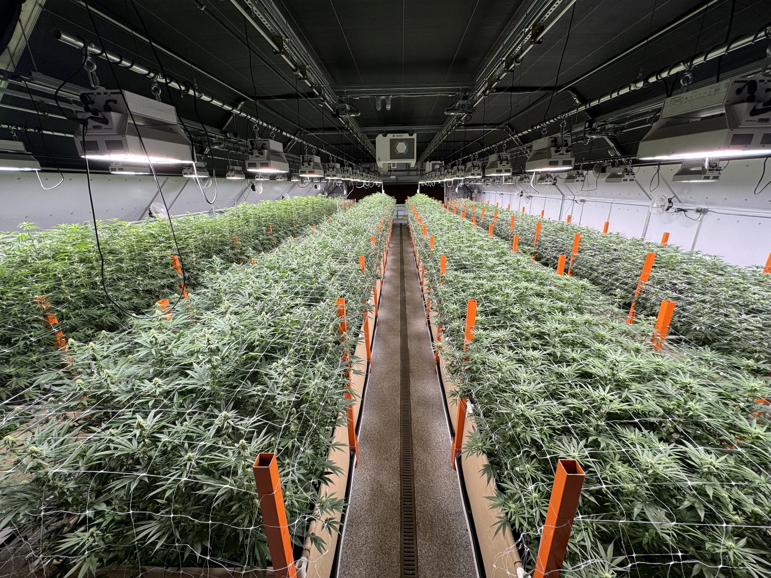 09252025_Canna_week4 going into 5.jpg
