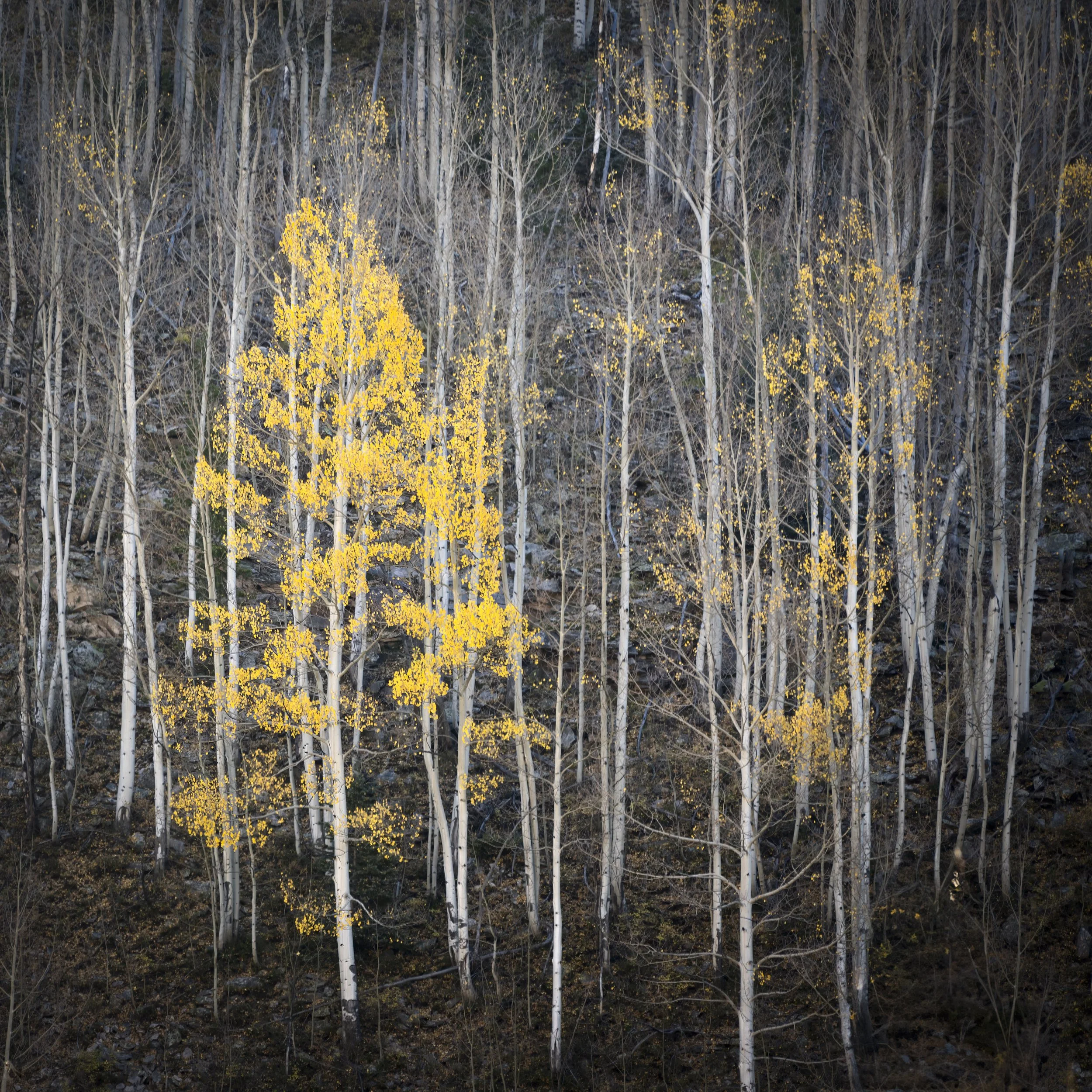 untitled shoot-8711-Edit-2.jpg