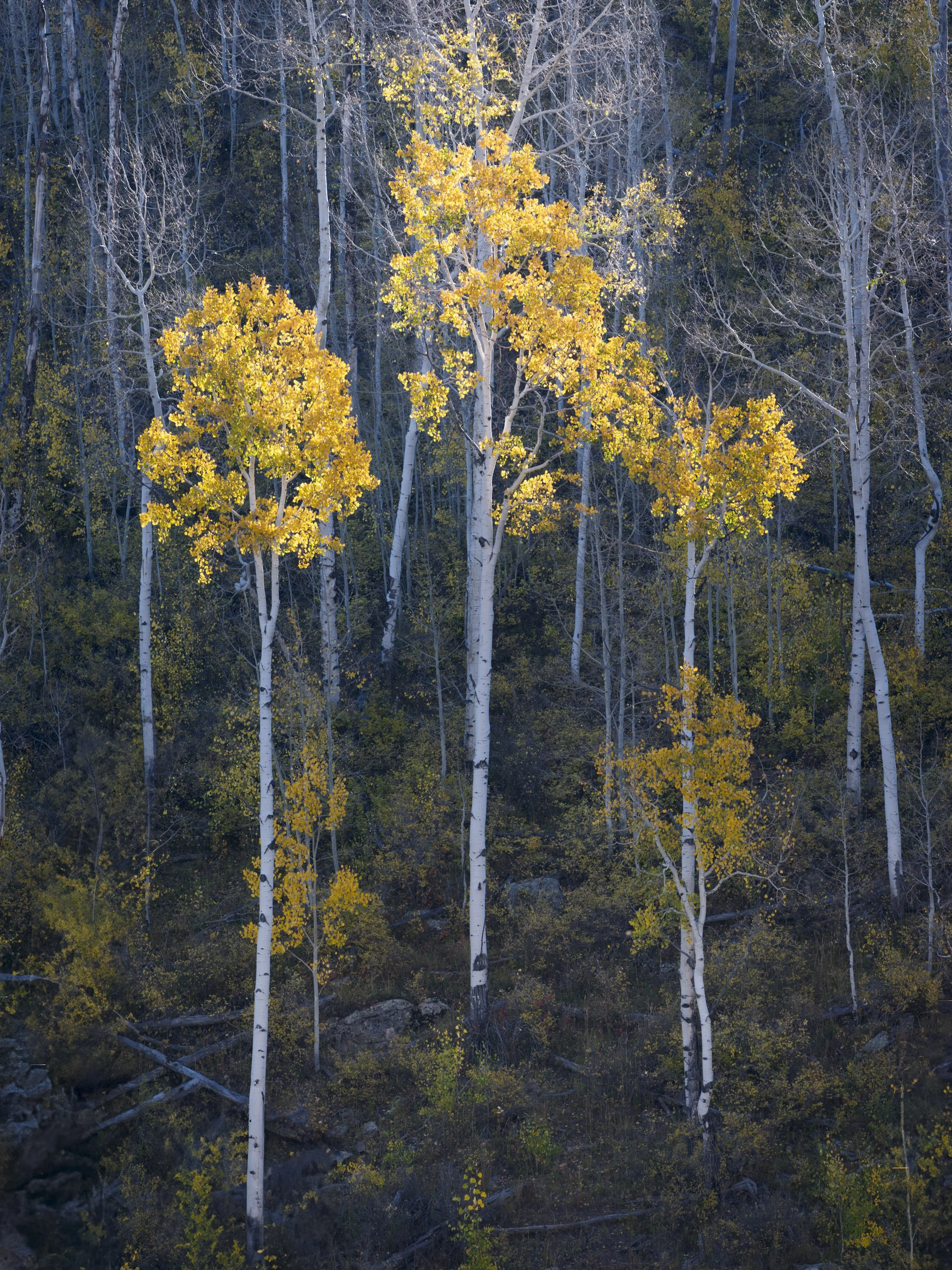 untitled shoot-8183.jpg