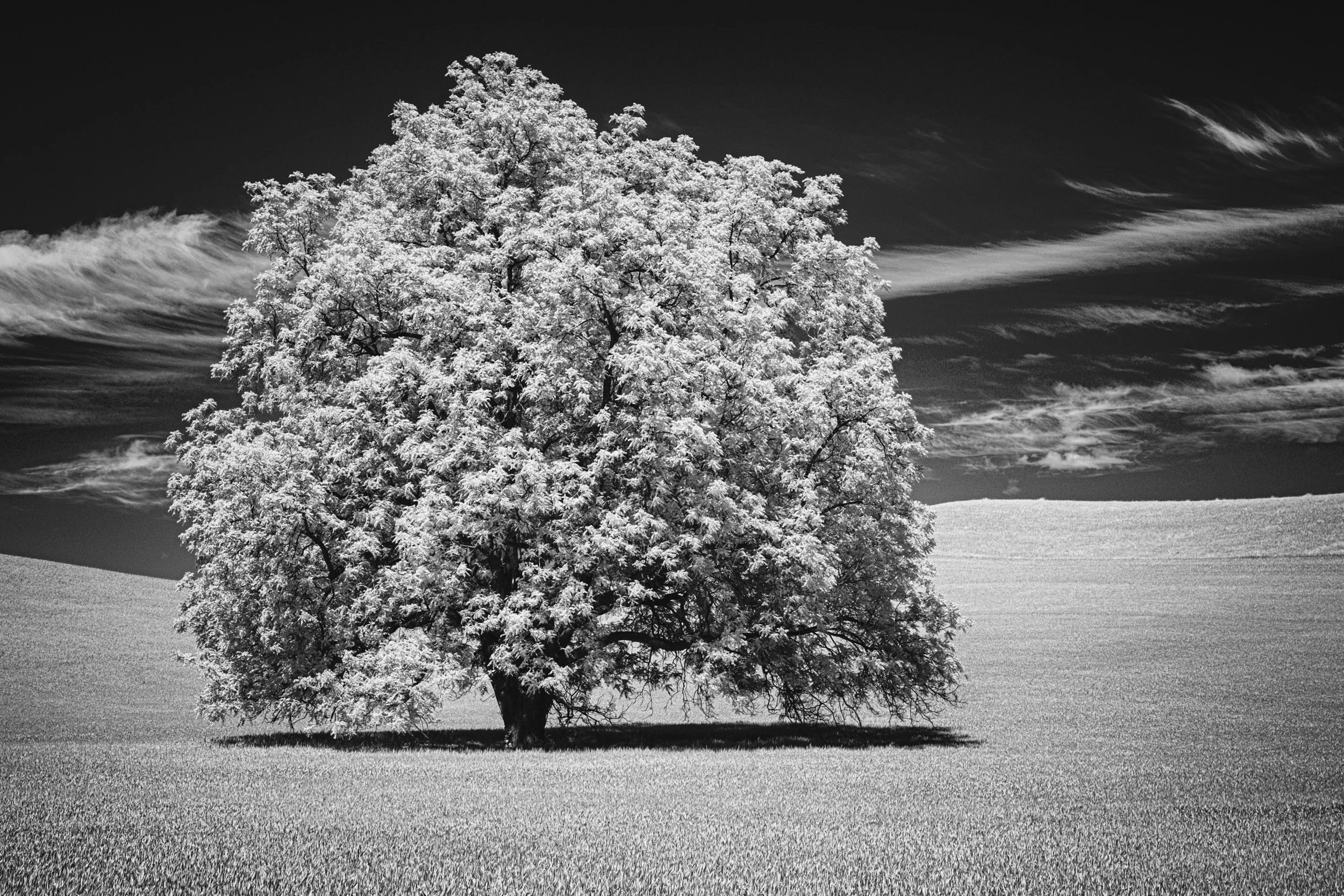 DSCF1335-Edit.jpg