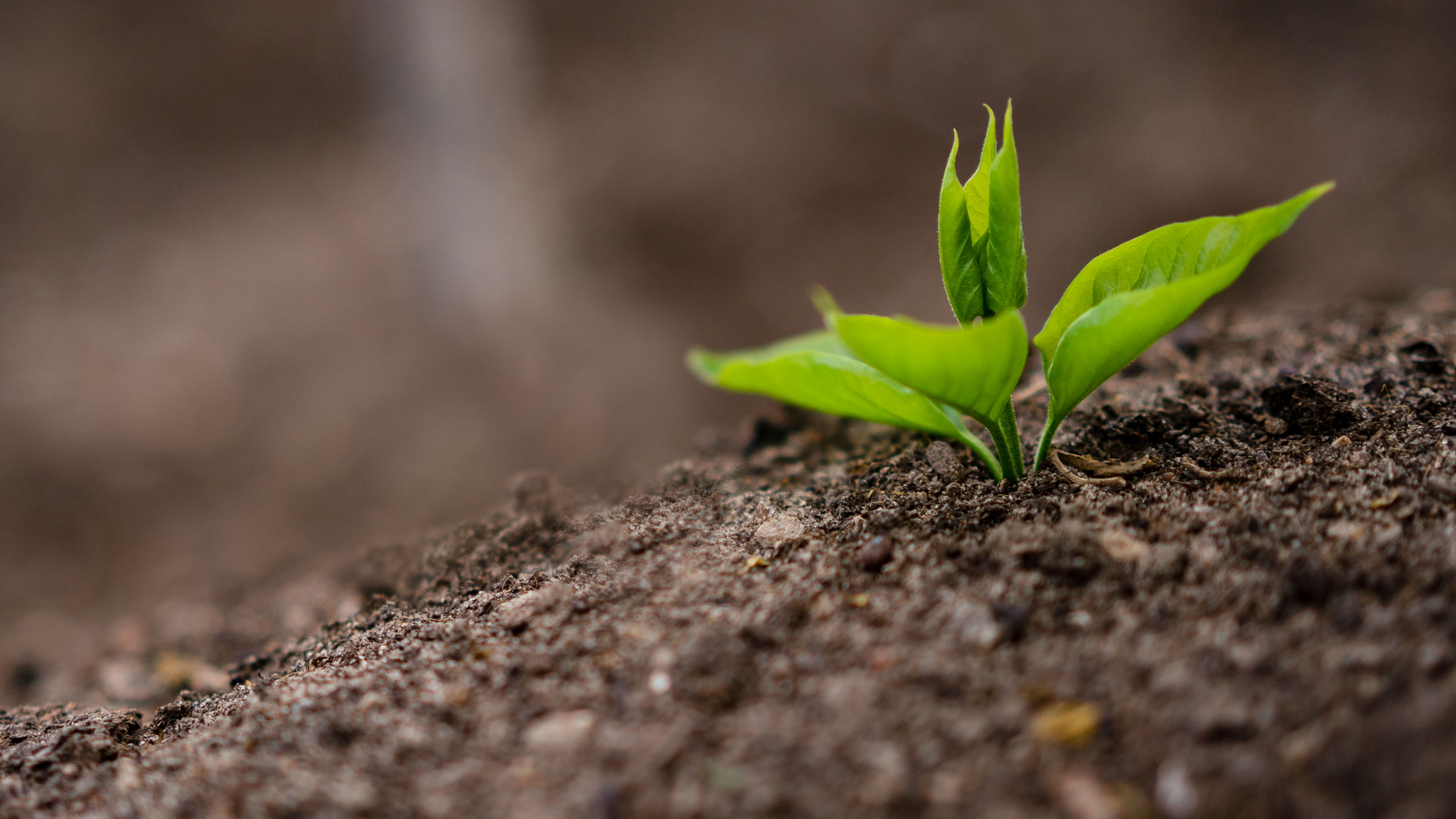 About | Empower Your Growth Today — Roua Eltayeib | Rooted Change MFT, PLLC