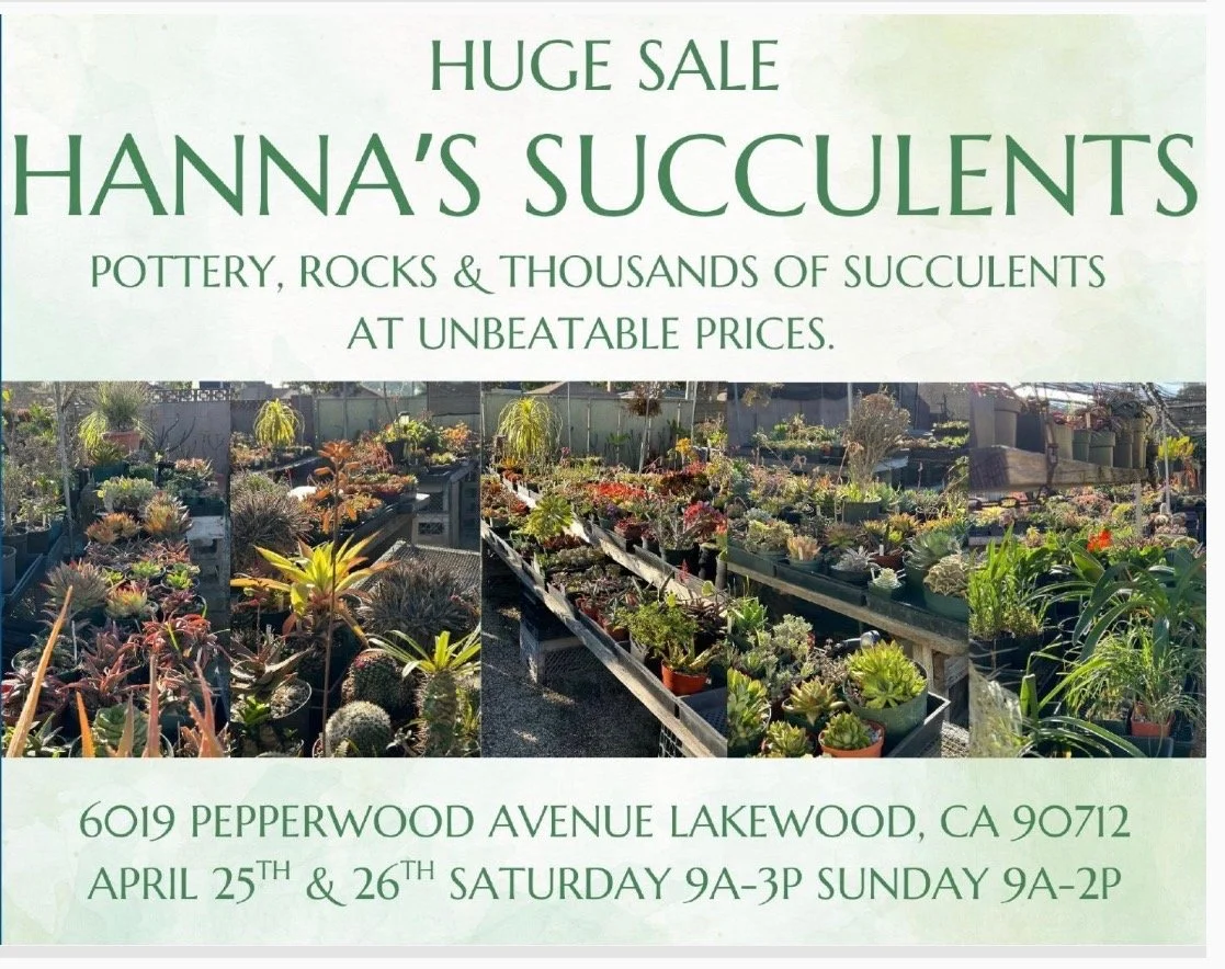 Hanna's Huge Succulent Sale