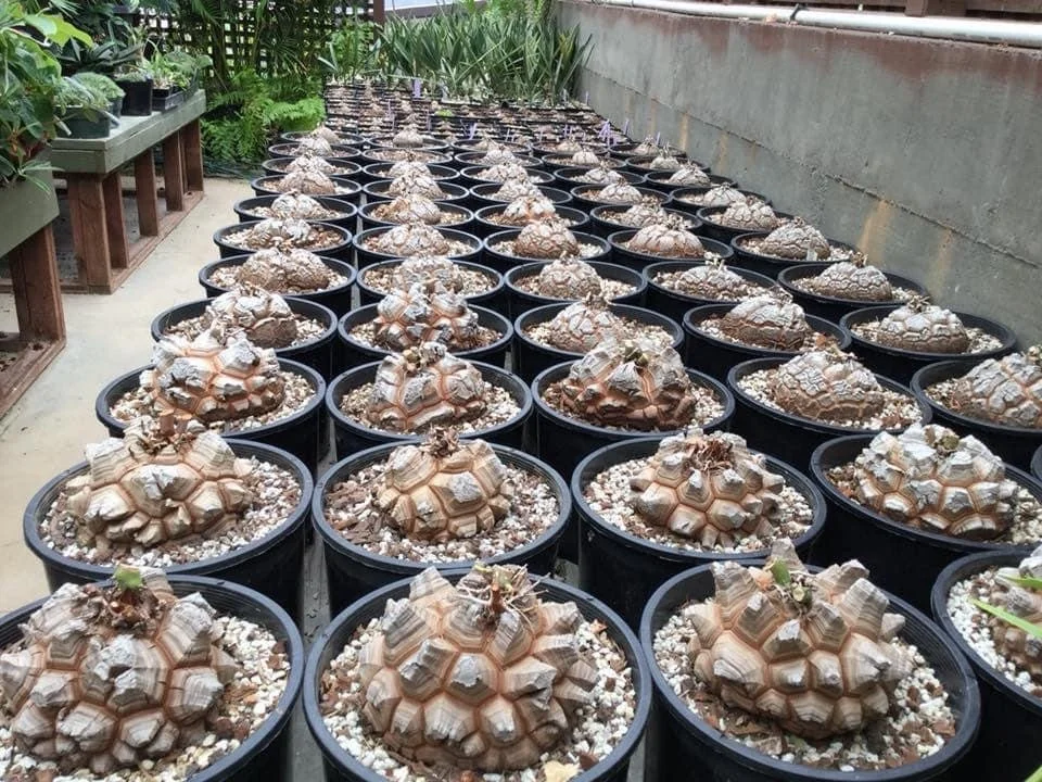 Dioscorea on the bench at Botanic Wonders