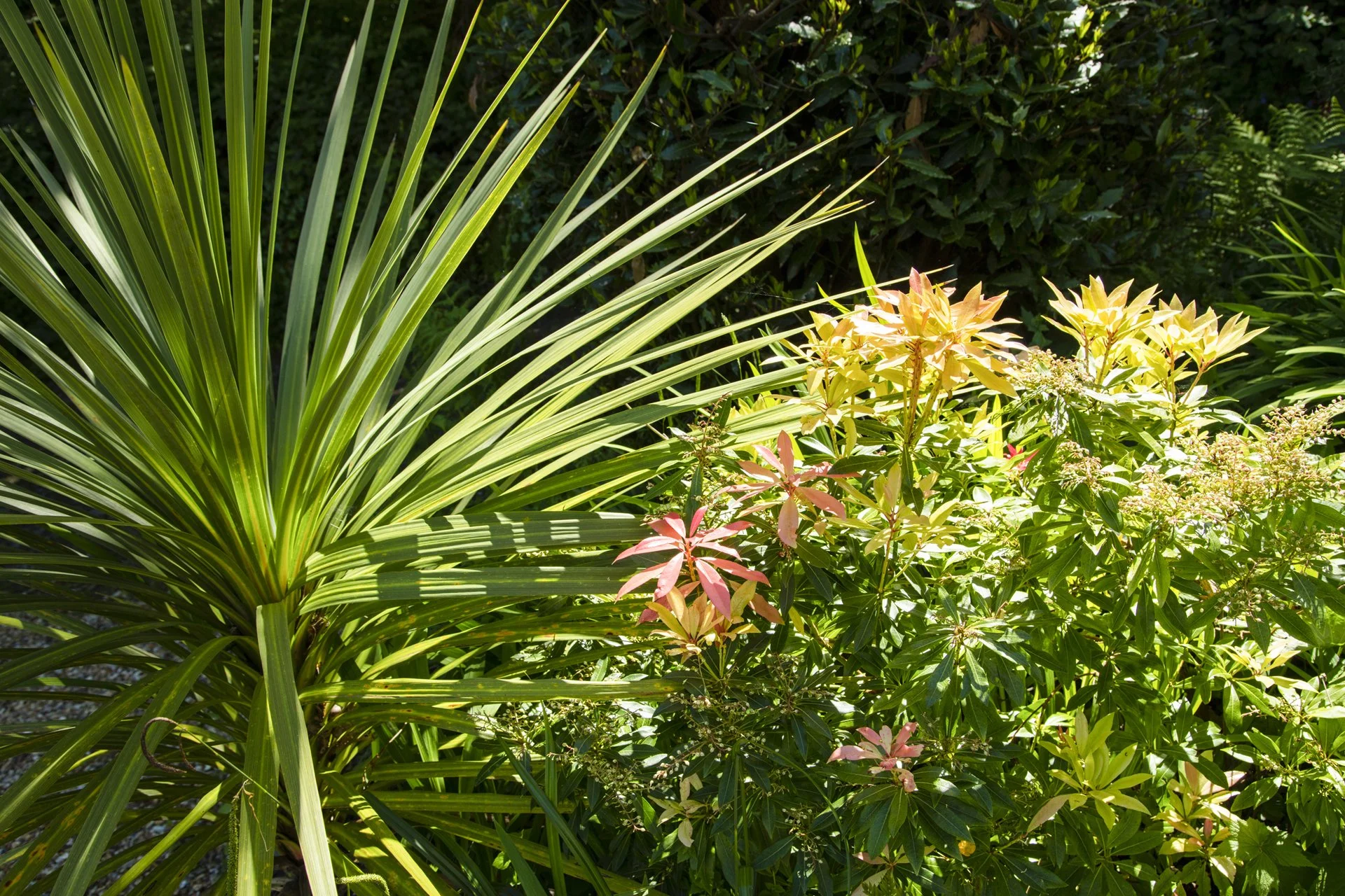 Small Palm.jpg