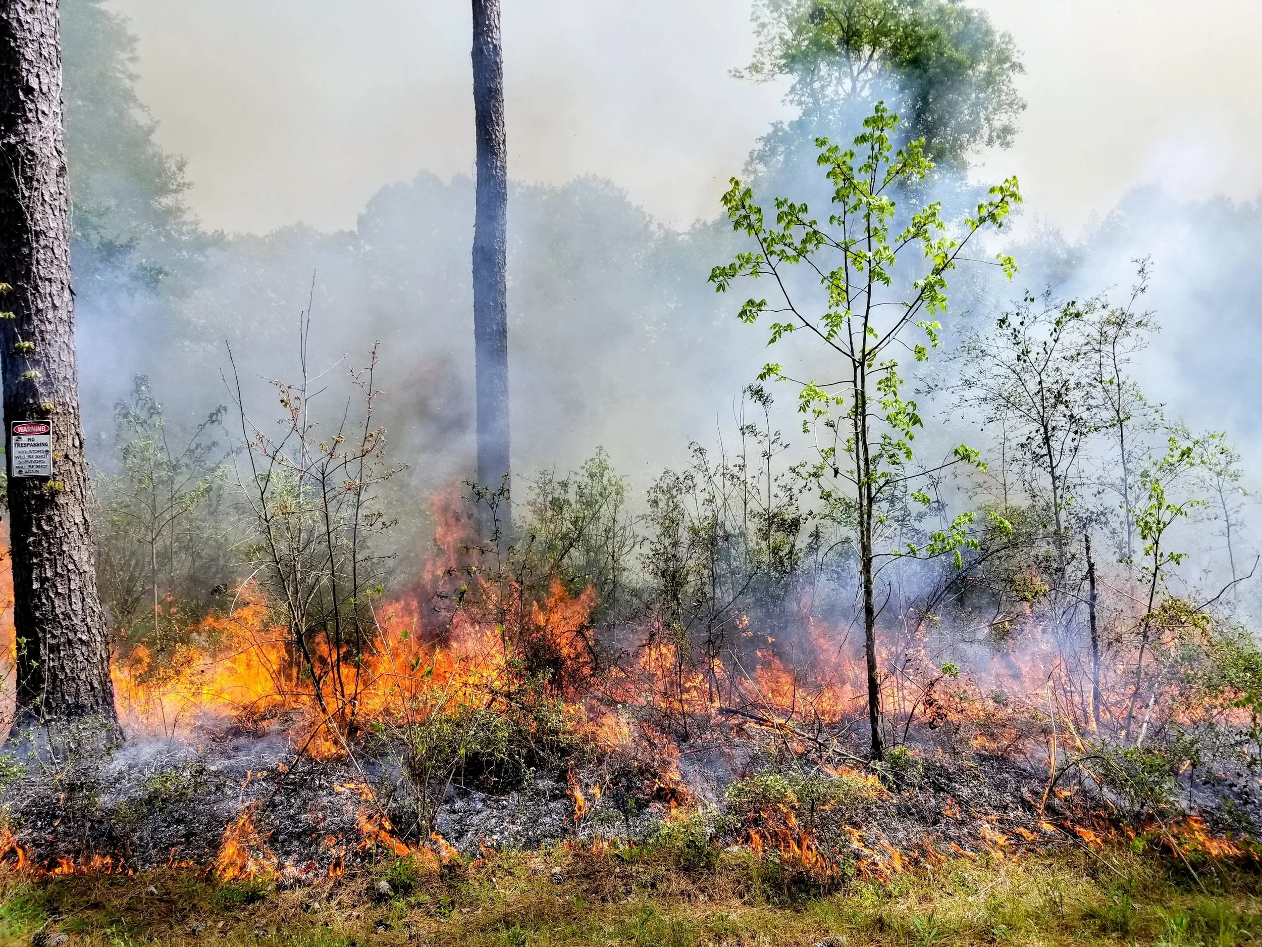Prescribed burn in pine forest