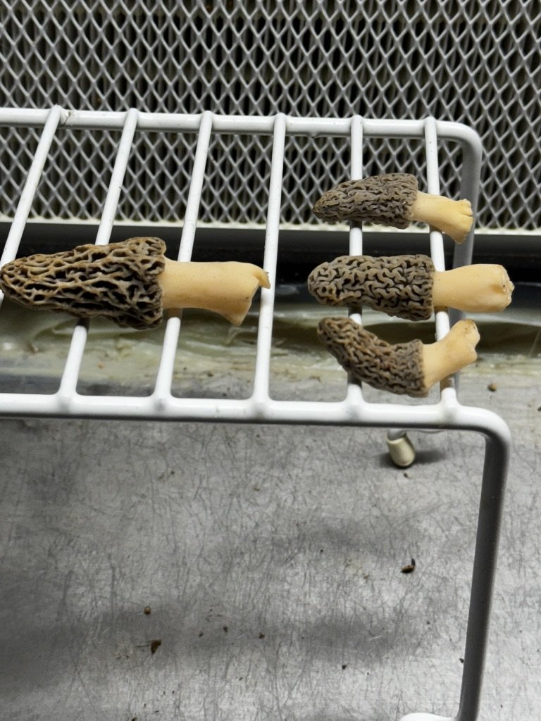 Four morel mushrooms placed on a white metal drying rack in a kitchen or food preparation area.
