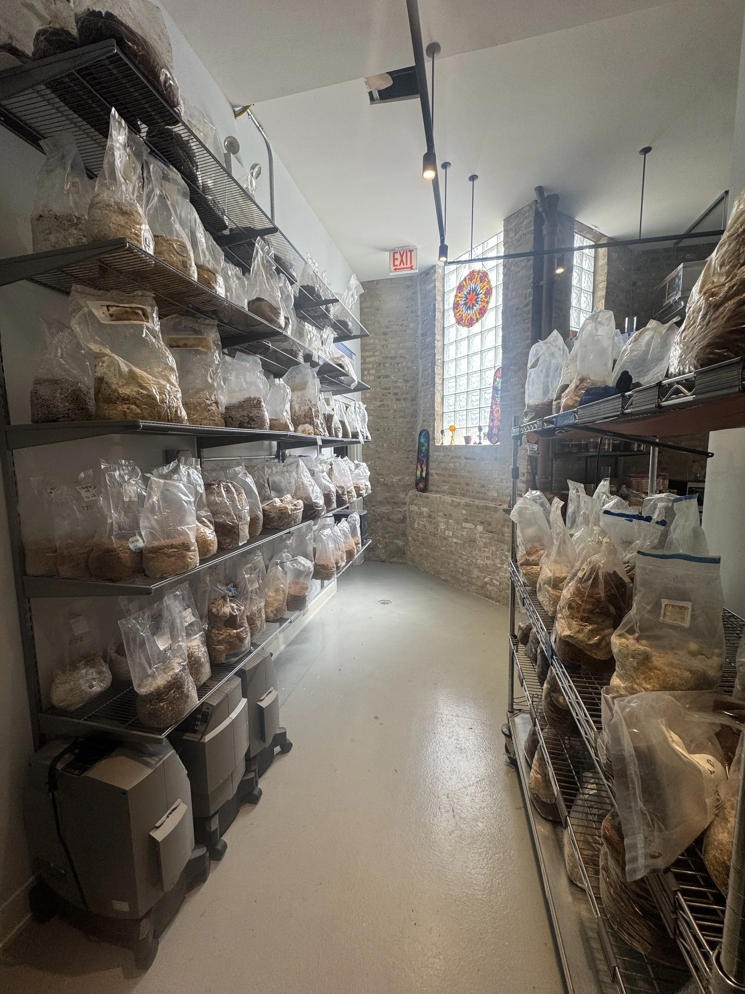 Shelving units filled with large plastic bags containing various dried fungi, inside a room with brick walls and large glass block windows, with a skateboard leaning against the wall and a stained glass decoration hanging in the window.