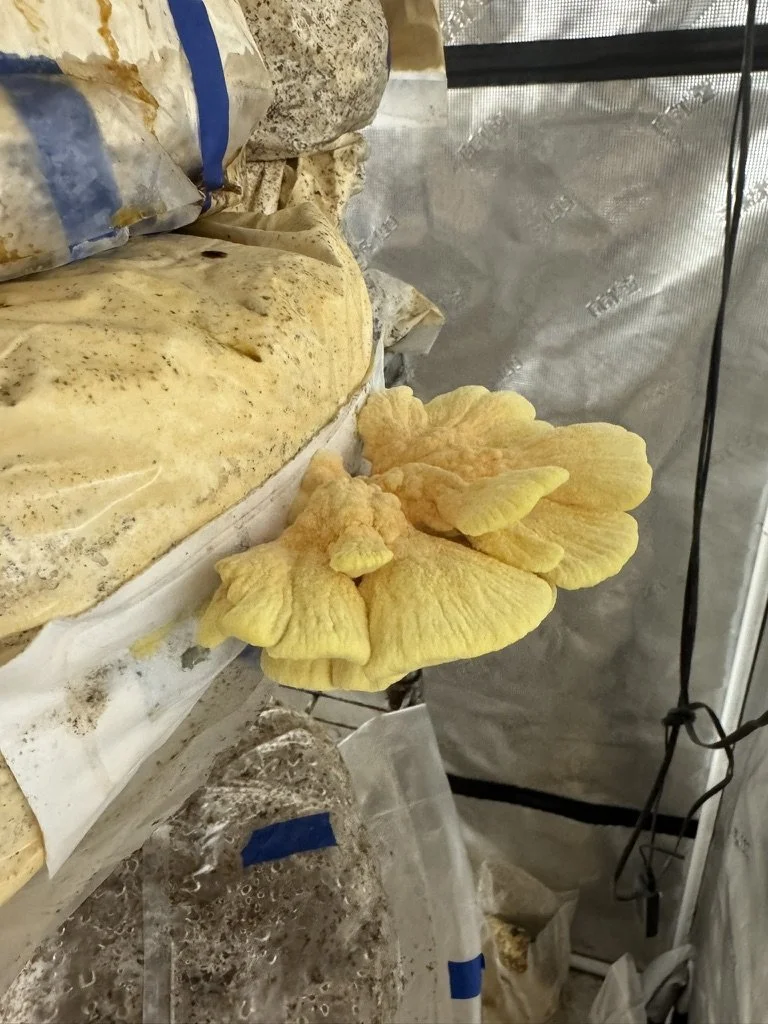 Yellow oyster mushrooms growing on a log in a mushroom cultivation bag inside a grow tent.